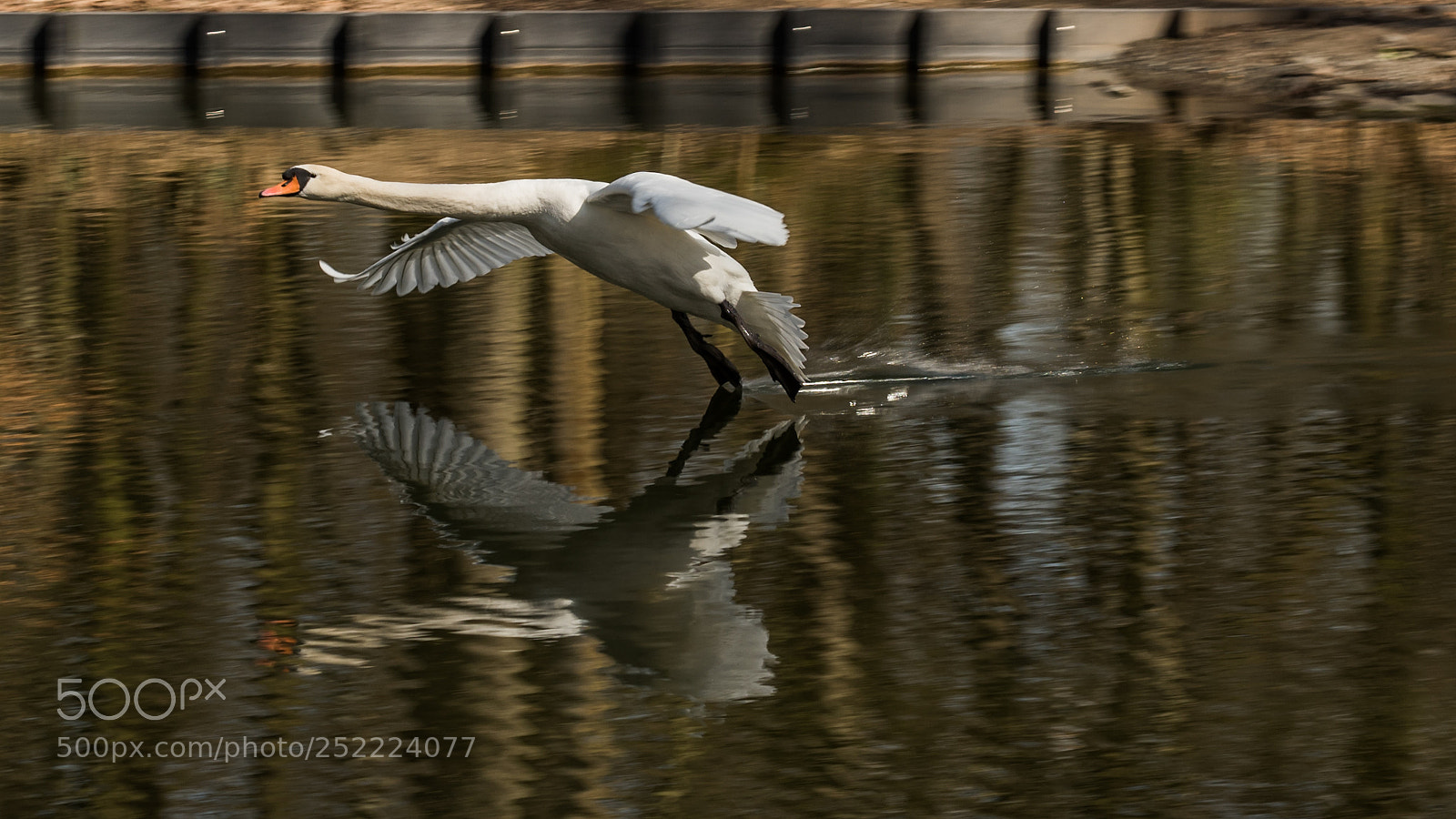 Nikon D810 sample photo. White swan ready for photography