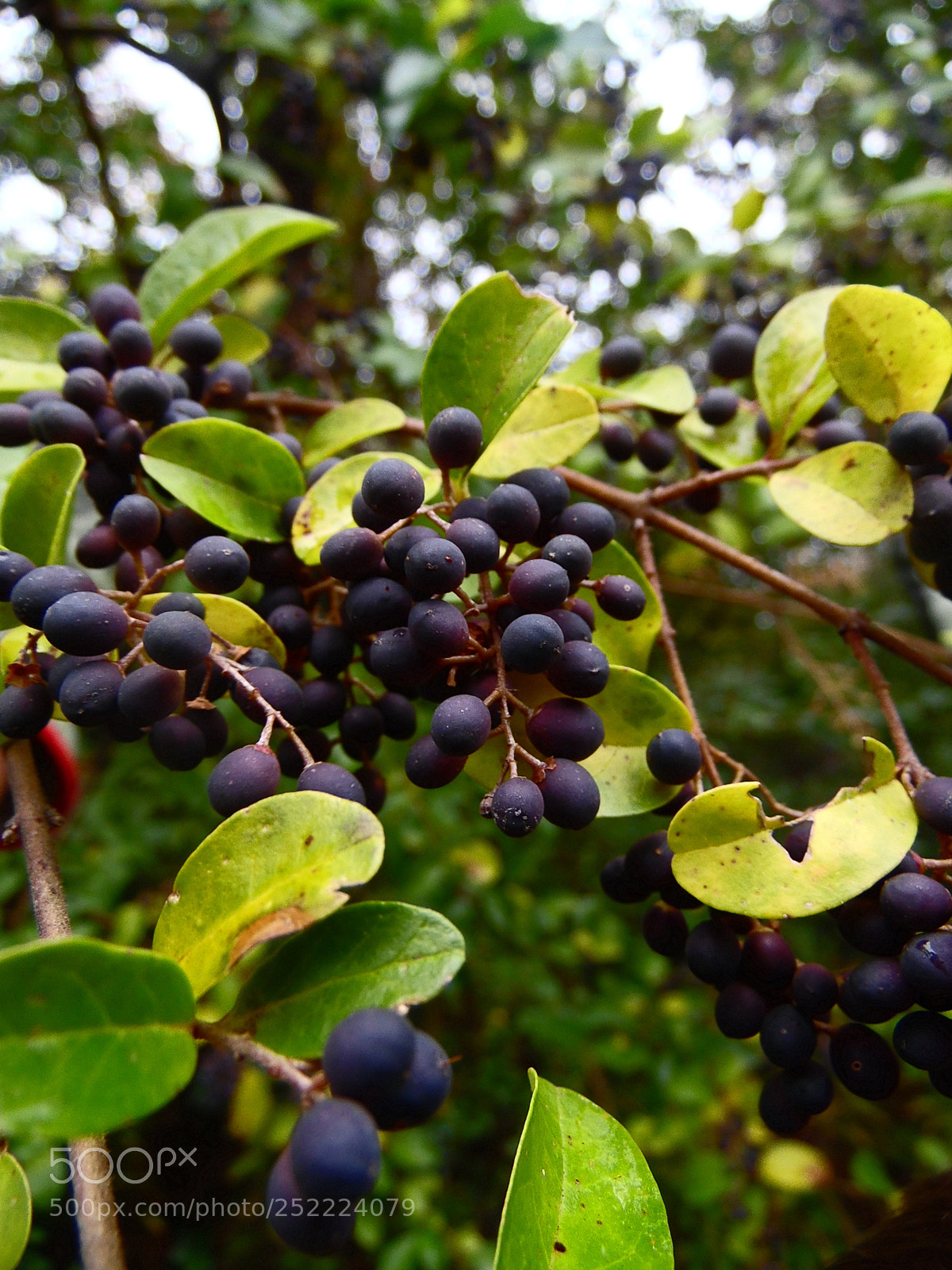 Samsung WB1100F/WB1101F/WB1102F sample photo. Grapes photography