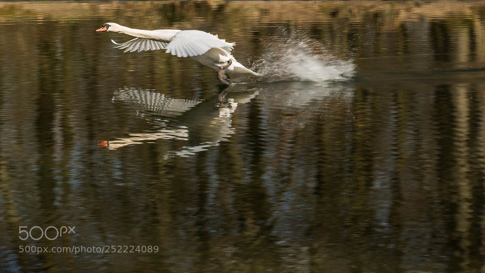 Nikon D810 sample photo. White swan ready for photography