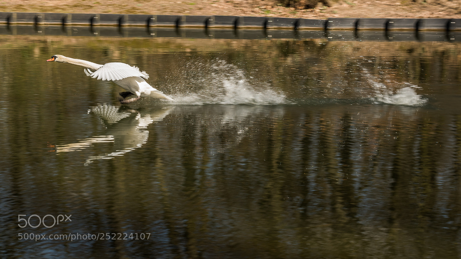 Nikon D810 sample photo. White swan ready for photography