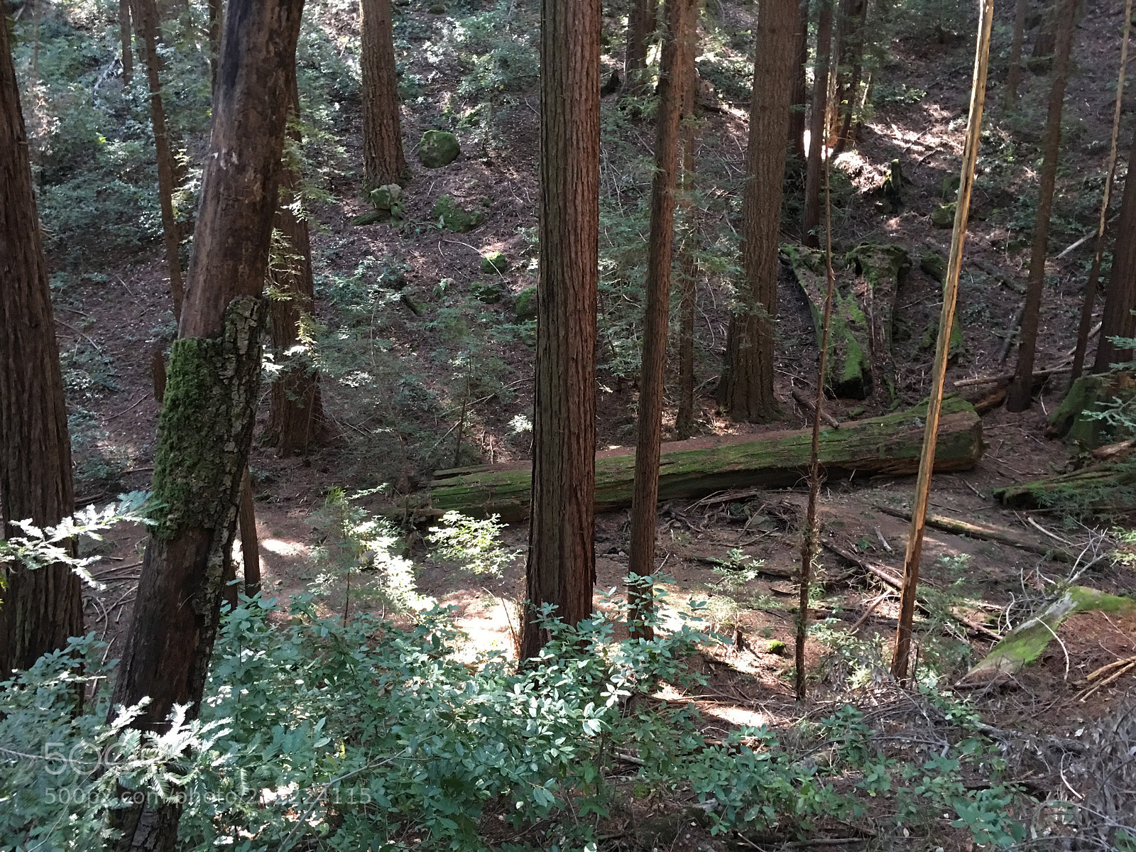 Apple iPhone 6s Plus sample photo. Sanborn trail - fallen photography