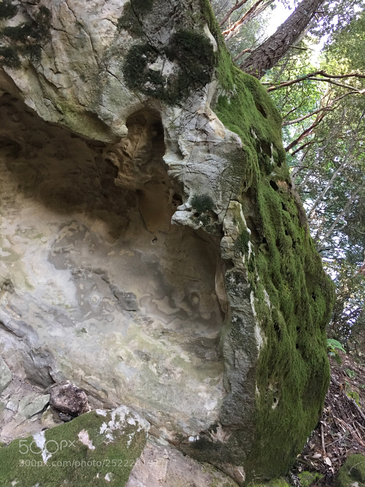 Apple iPhone 6s Plus sample photo. Sanborn trail - moss photography