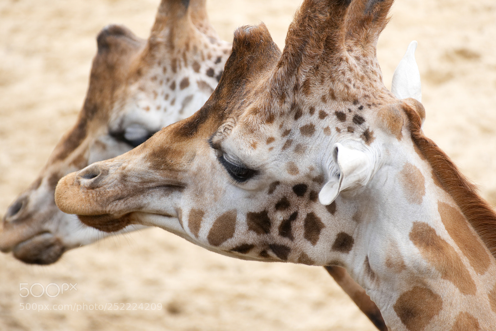 Panasonic Lumix DMC-FZ1000 sample photo. Giraffe photography
