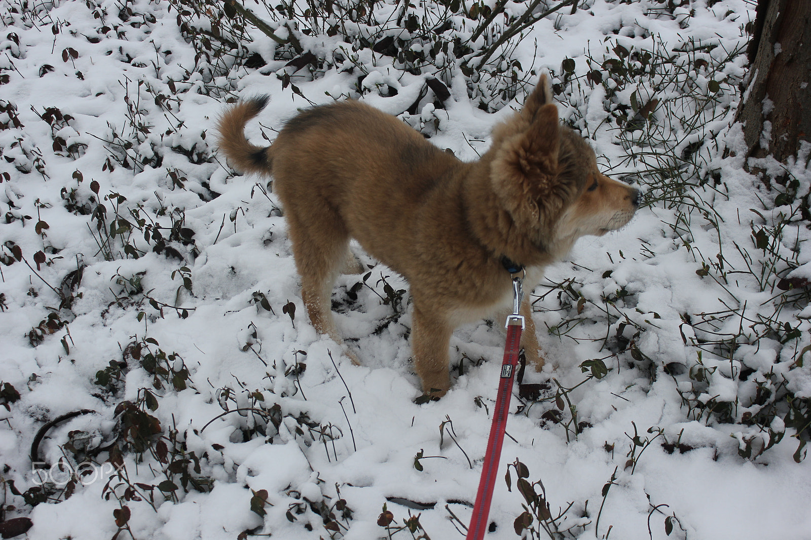 Canon EOS 550D (EOS Rebel T2i / EOS Kiss X4) sample photo. Akira steht im schnee photography