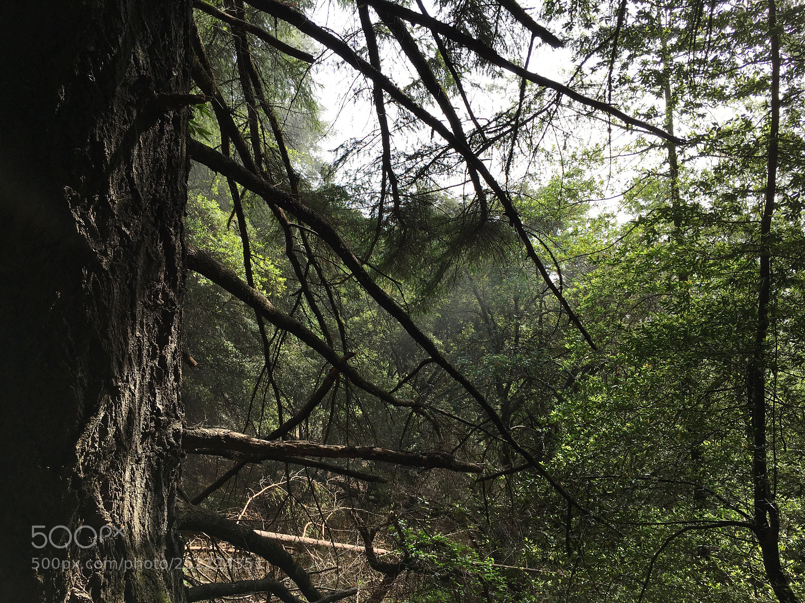 Apple iPhone 6s Plus sample photo. Sanborn trail - spooky photography
