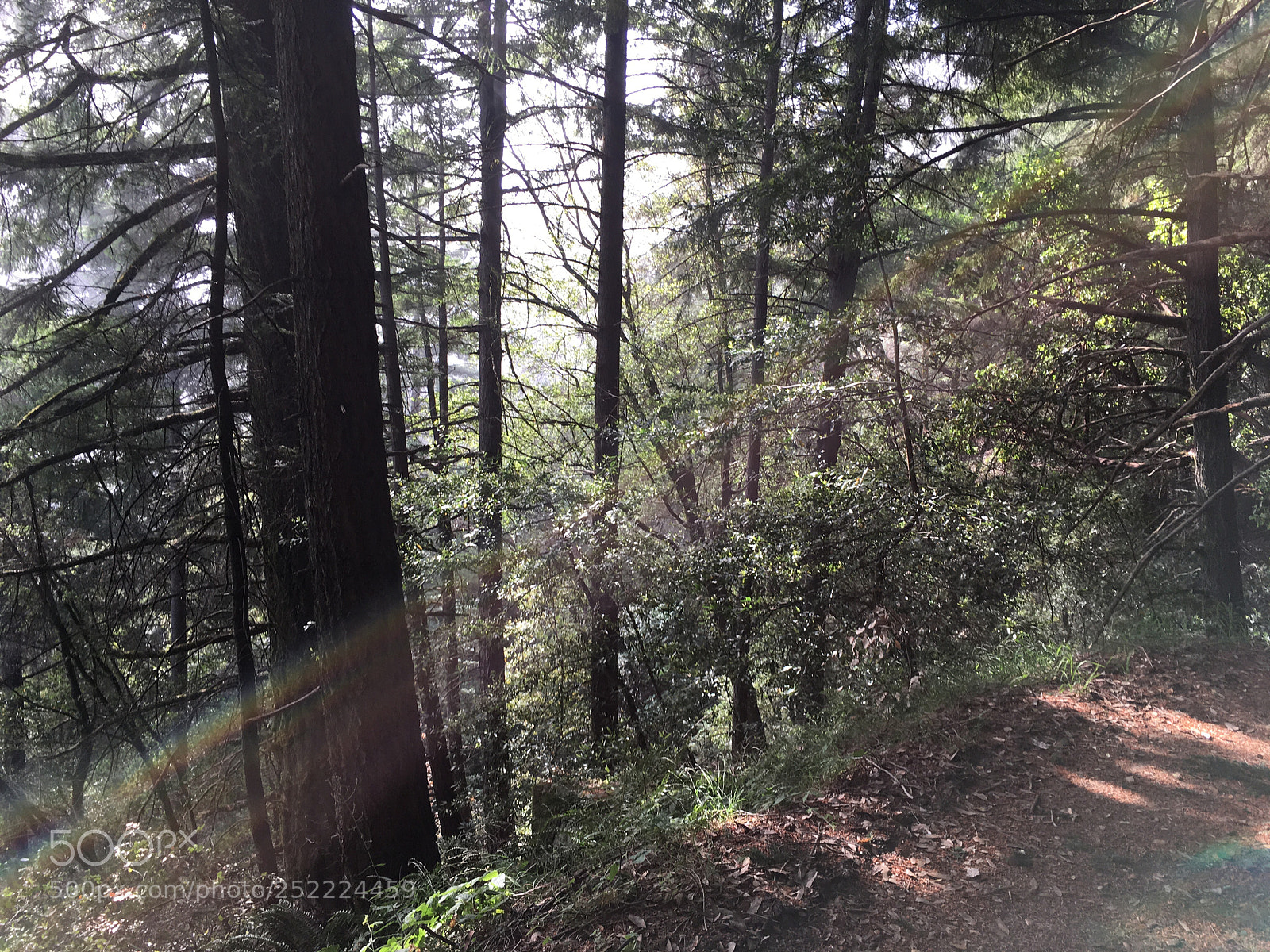 Apple iPhone 6s Plus sample photo. Sanborn trail - speckled photography