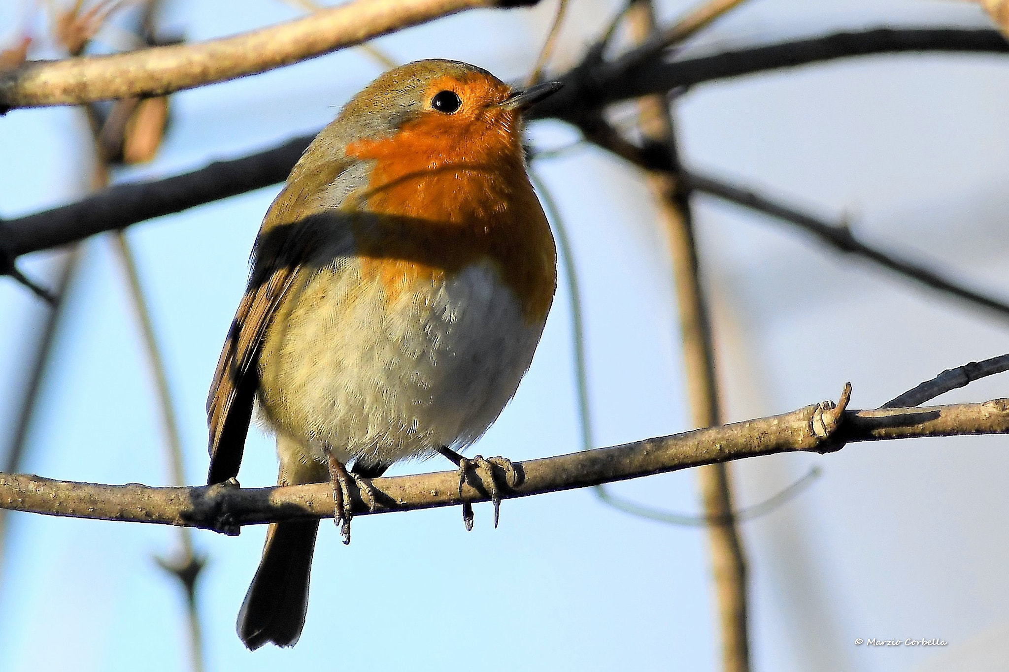 AF-I Nikkor 300mm f/2.8D IF-ED + TC-17E sample photo. A robin and his thoughts photography