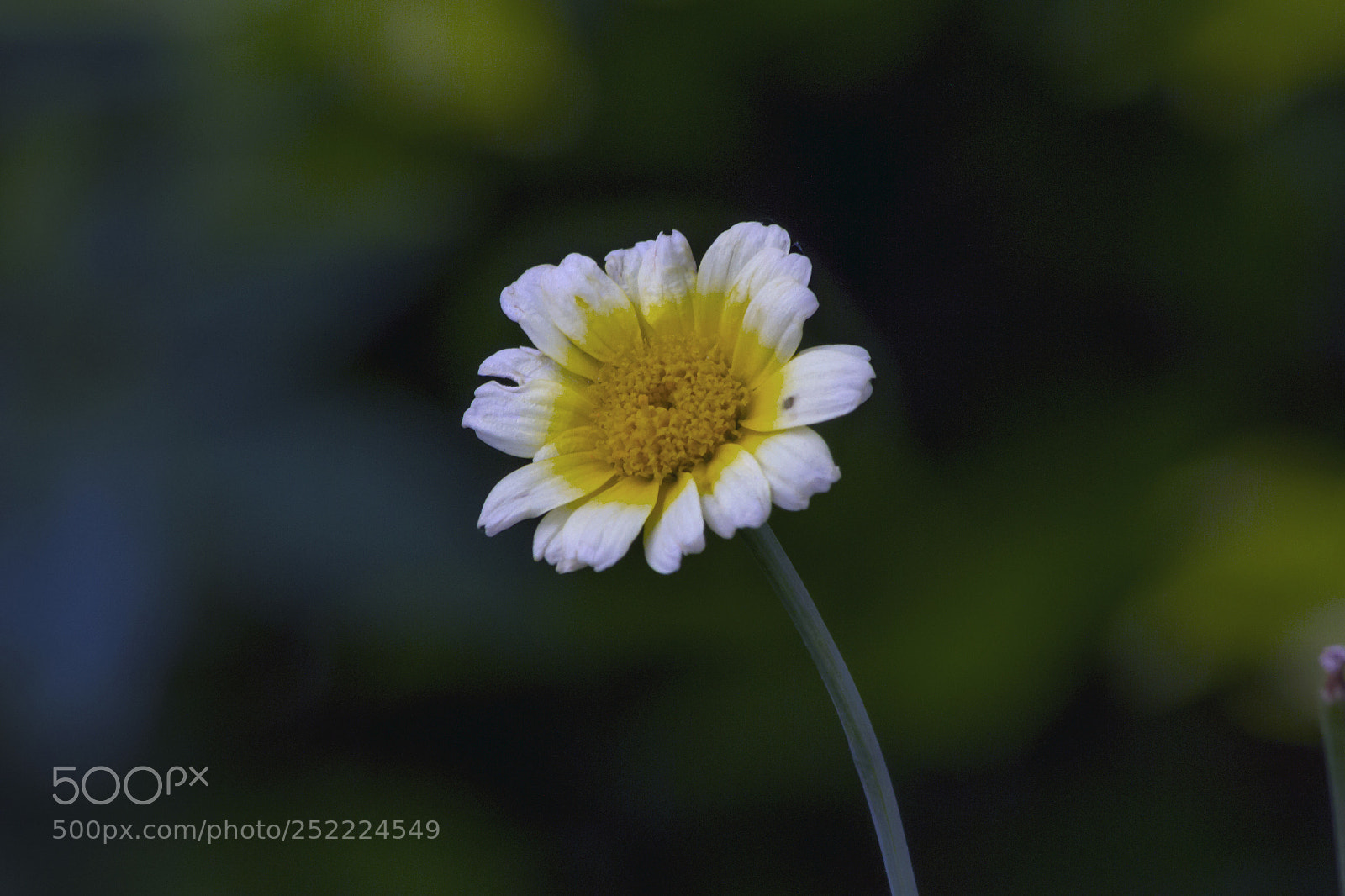 Canon EOS 7D sample photo. Flower photography
