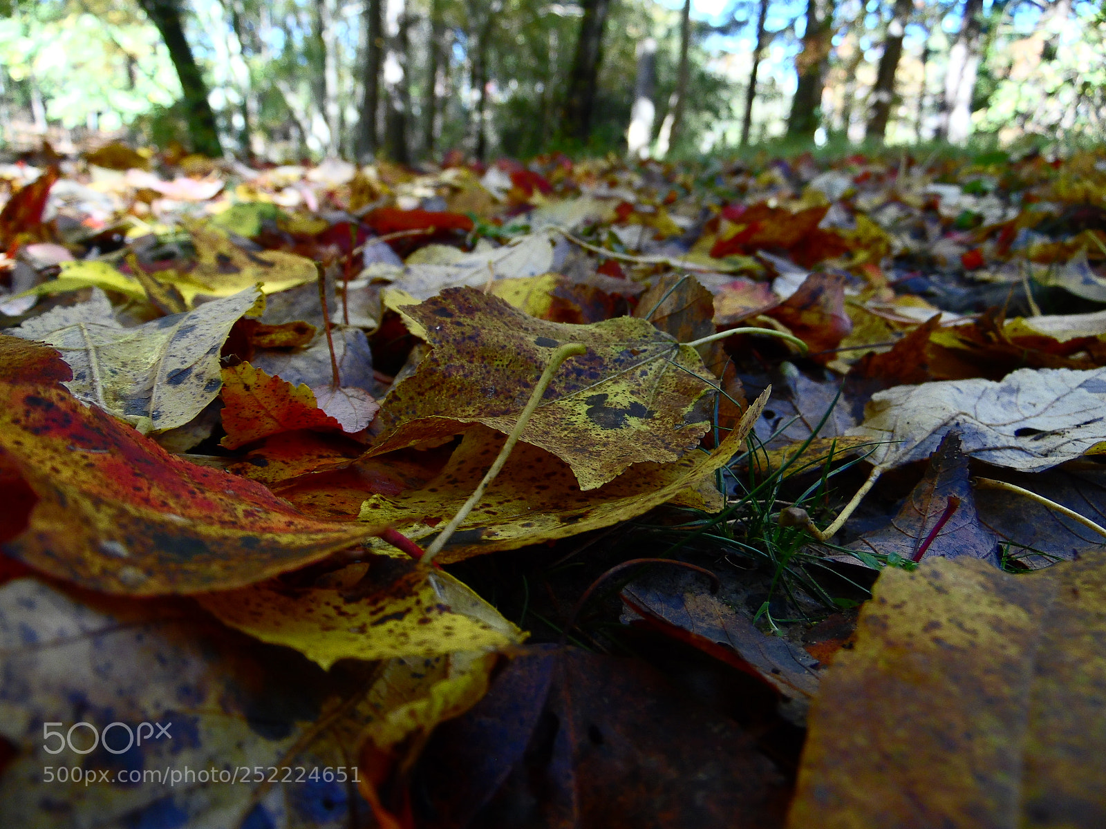 Samsung WB1100F/WB1101F/WB1102F sample photo. Leaves photography