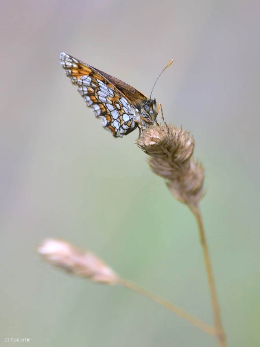 Nikon Nikkor AF-S 300mm F4E PF ED VR sample photo. Fragile photography