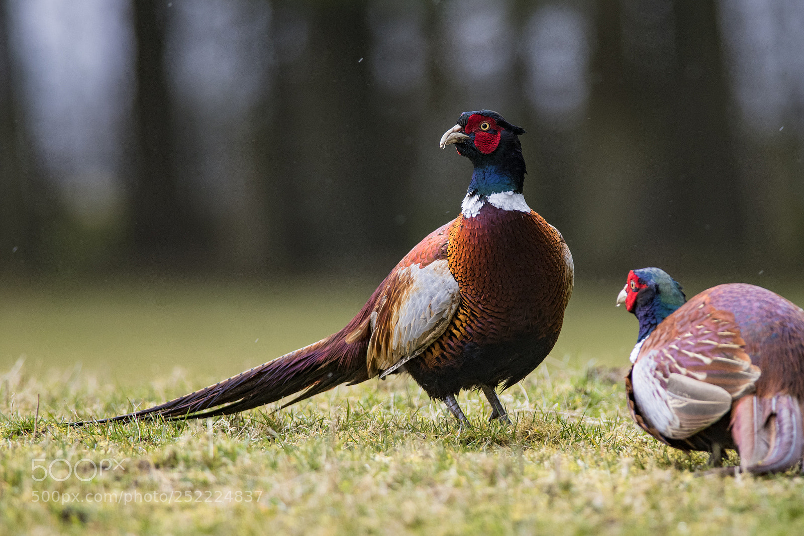 Nikon D850 sample photo. Pheasants, doune, scotland photography