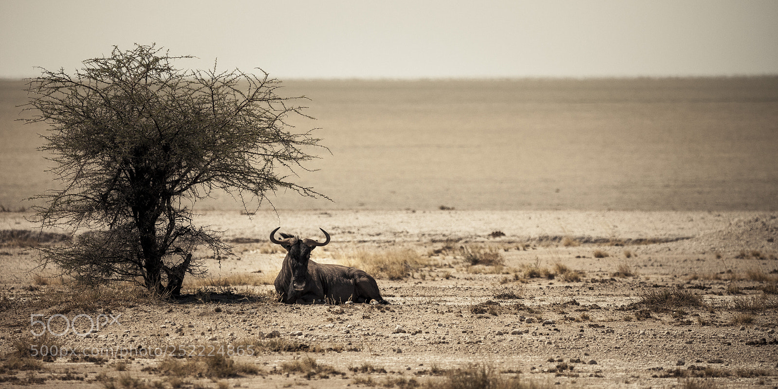 Canon EOS 5D Mark II sample photo. Sitting in the shadow photography