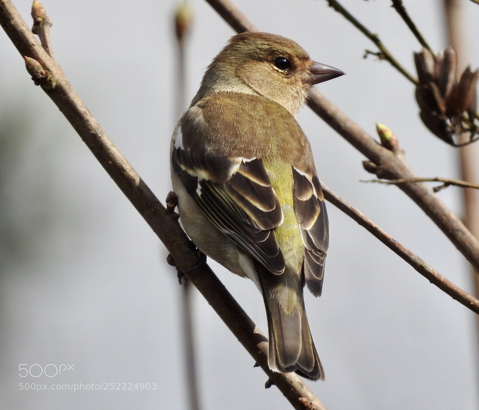 Nikon Coolpix P900 sample photo. Female finch

vink vrouwtje photography