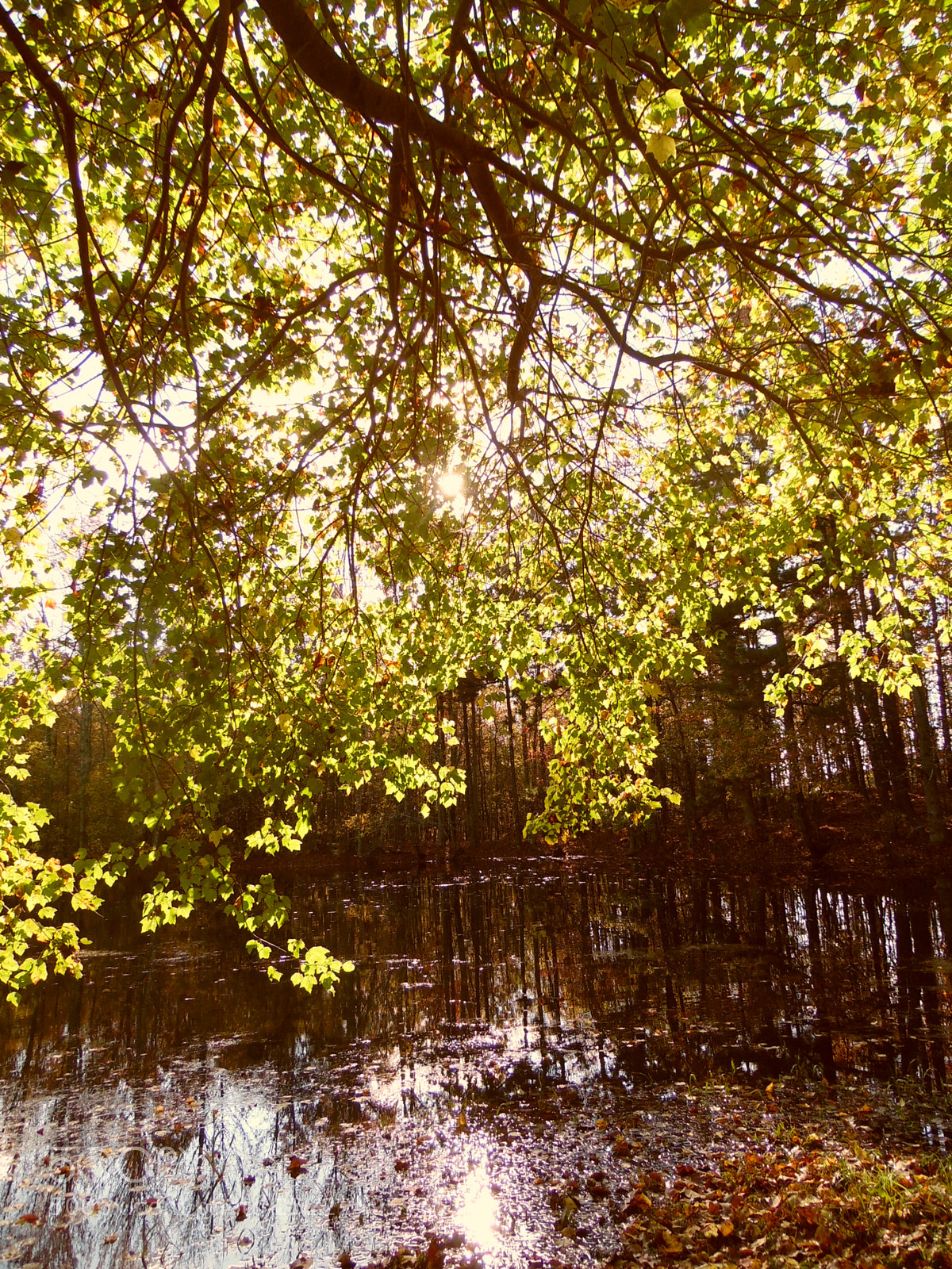 Samsung WB1100F/WB1101F/WB1102F sample photo. Pond photography