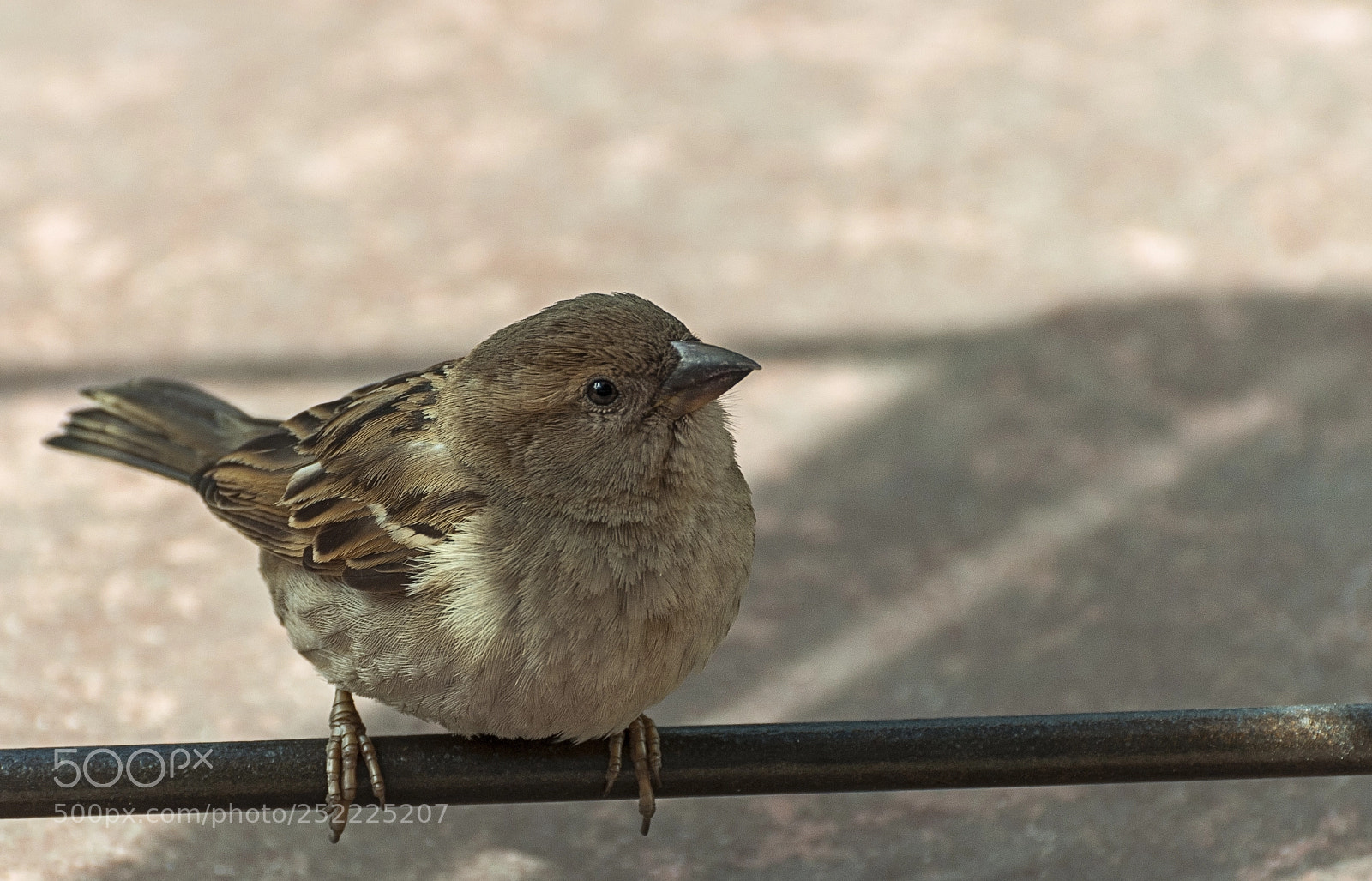 Nikon D300 sample photo. Common sparrow female passer photography