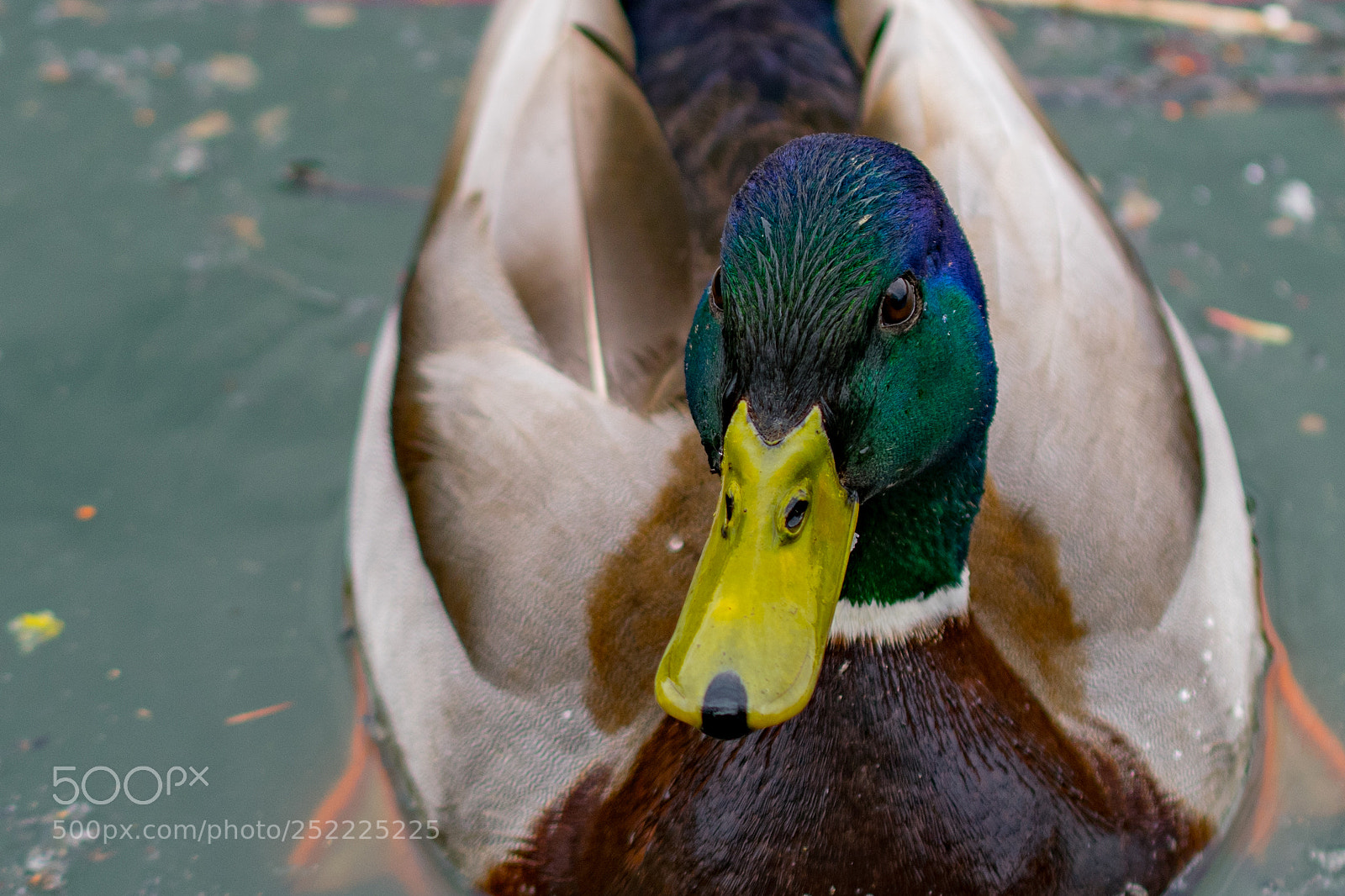 Nikon D5300 sample photo. Mallard duck - colvert photography