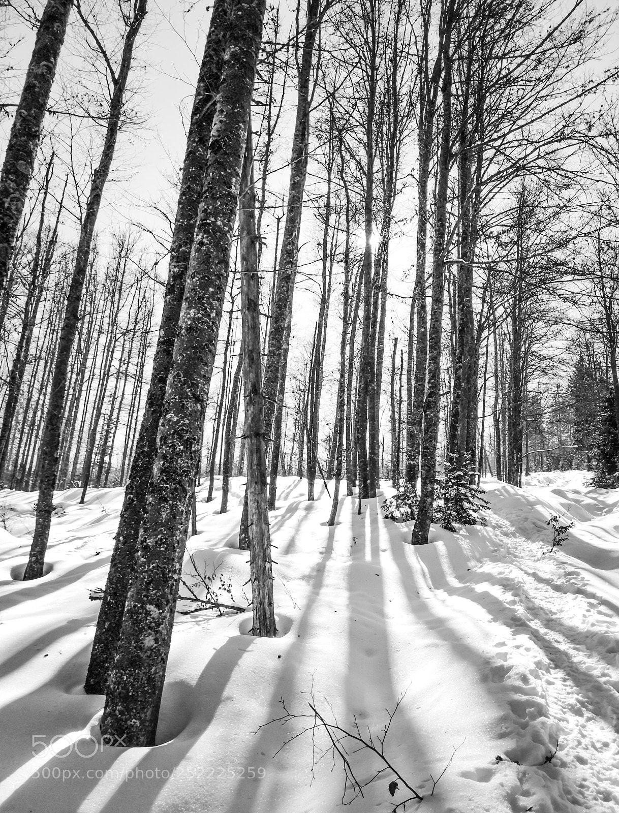 HUAWEI Mate 10 Pro sample photo. Šumava photography