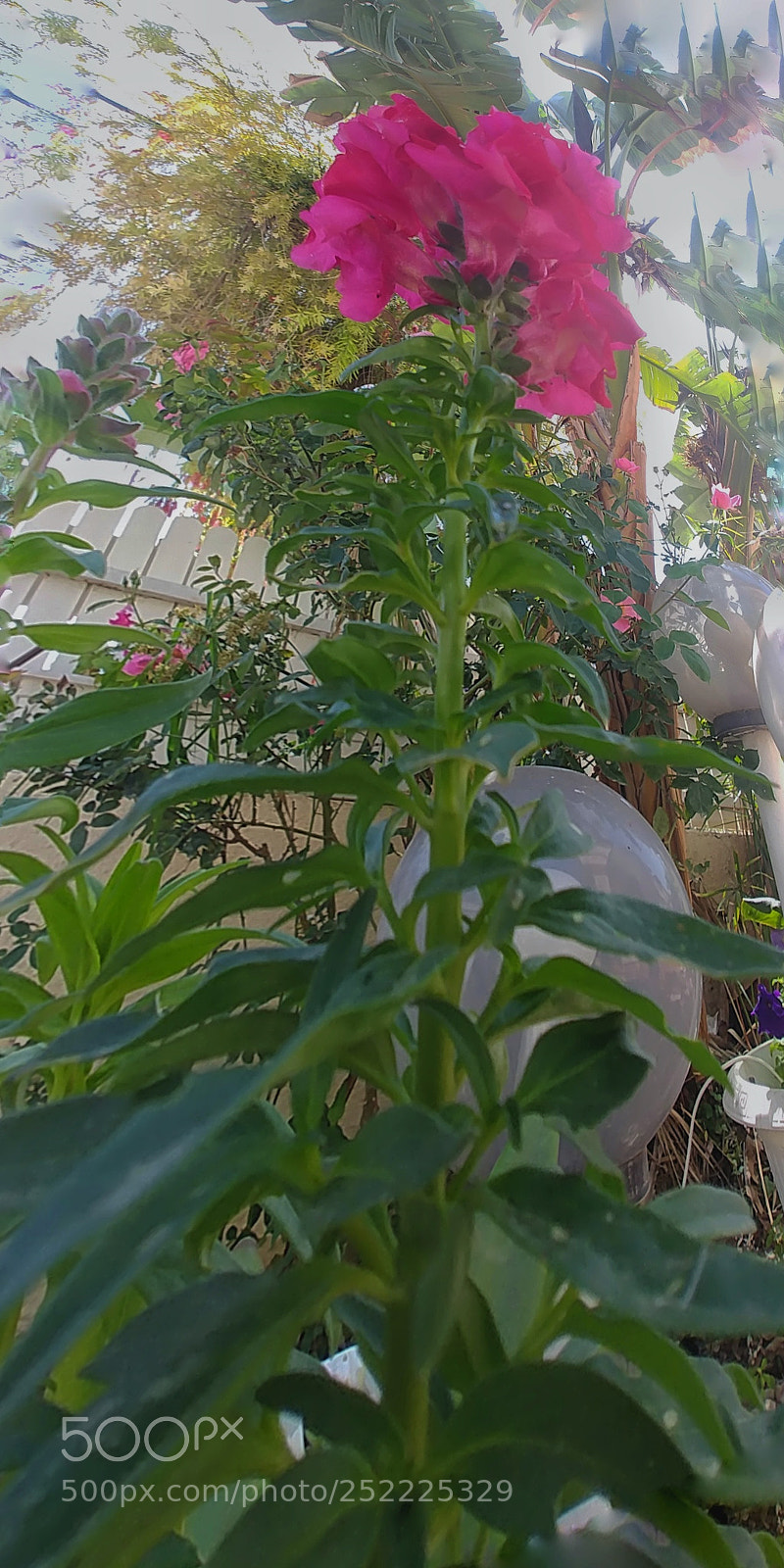 LG G6 sample photo. Looking up photography