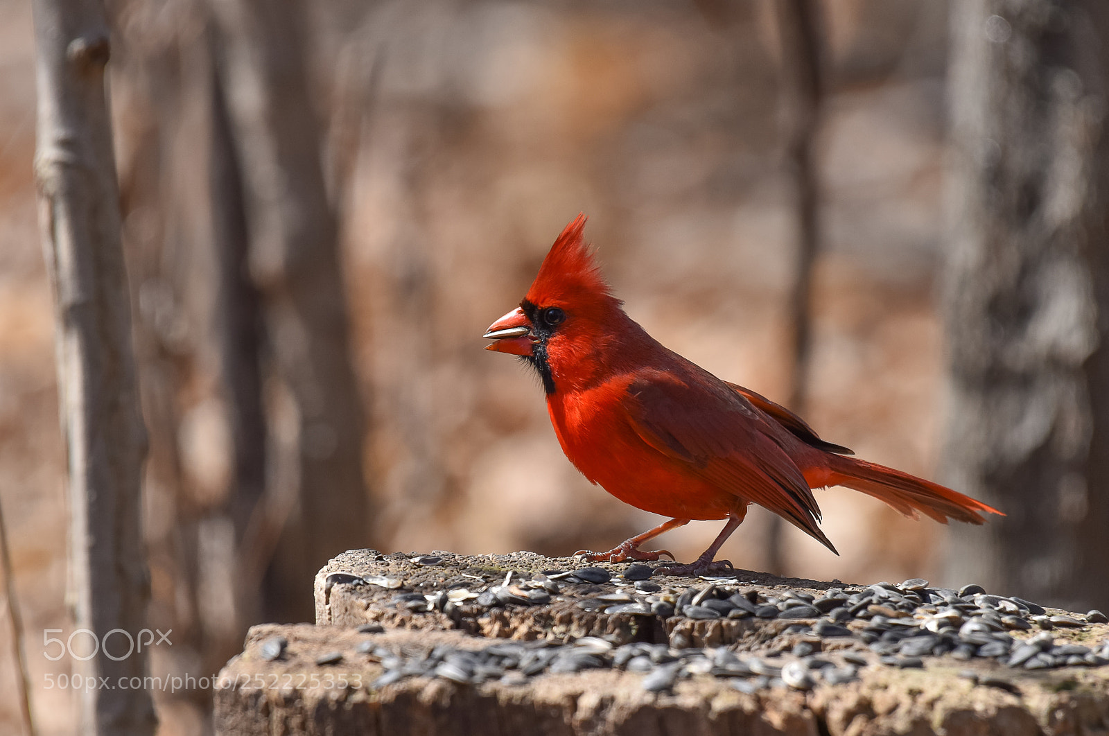 Nikon D810 sample photo. Northern cardinal photography