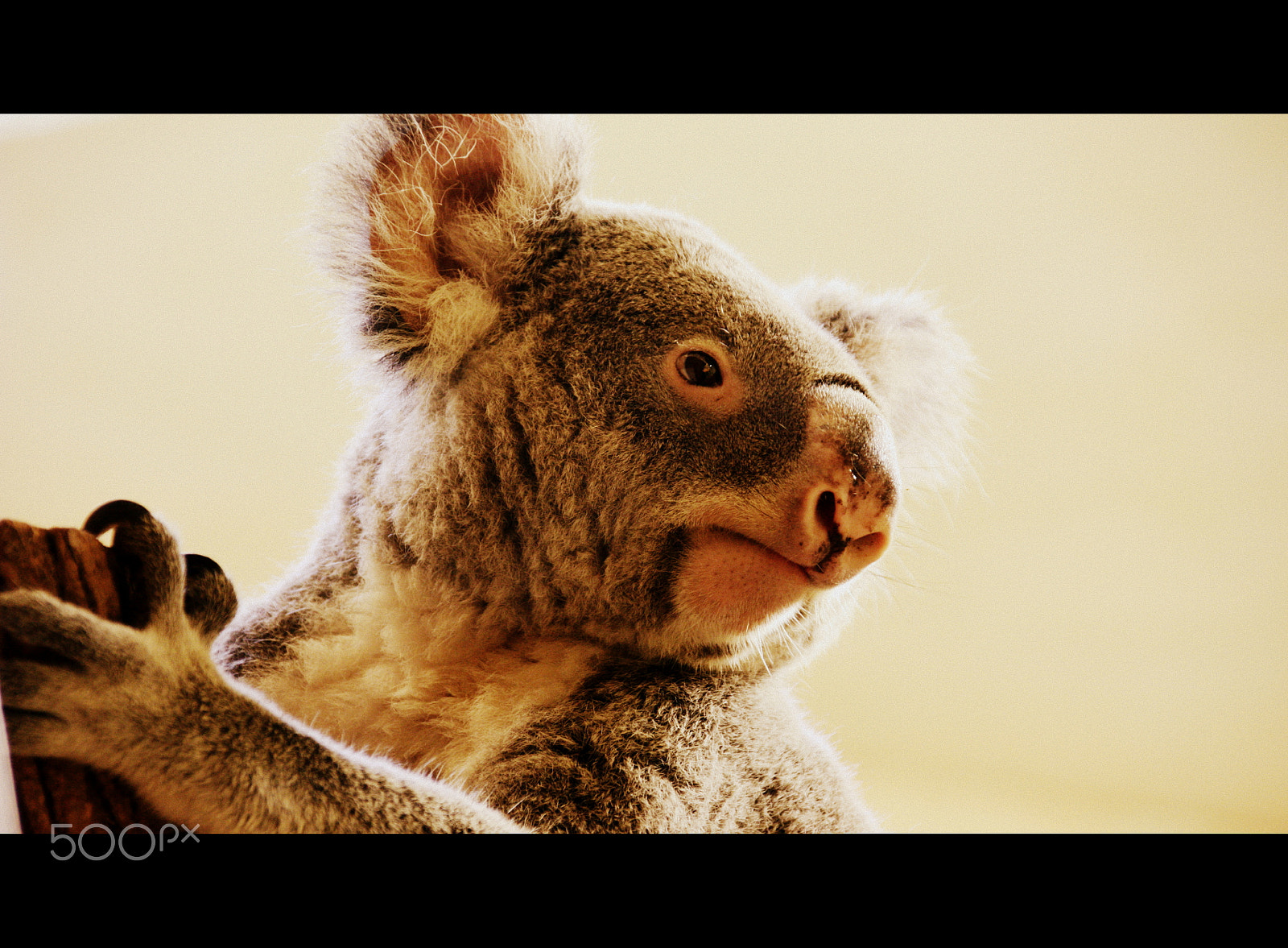 Canon EOS 450D (EOS Rebel XSi / EOS Kiss X2) sample photo. Koala photography