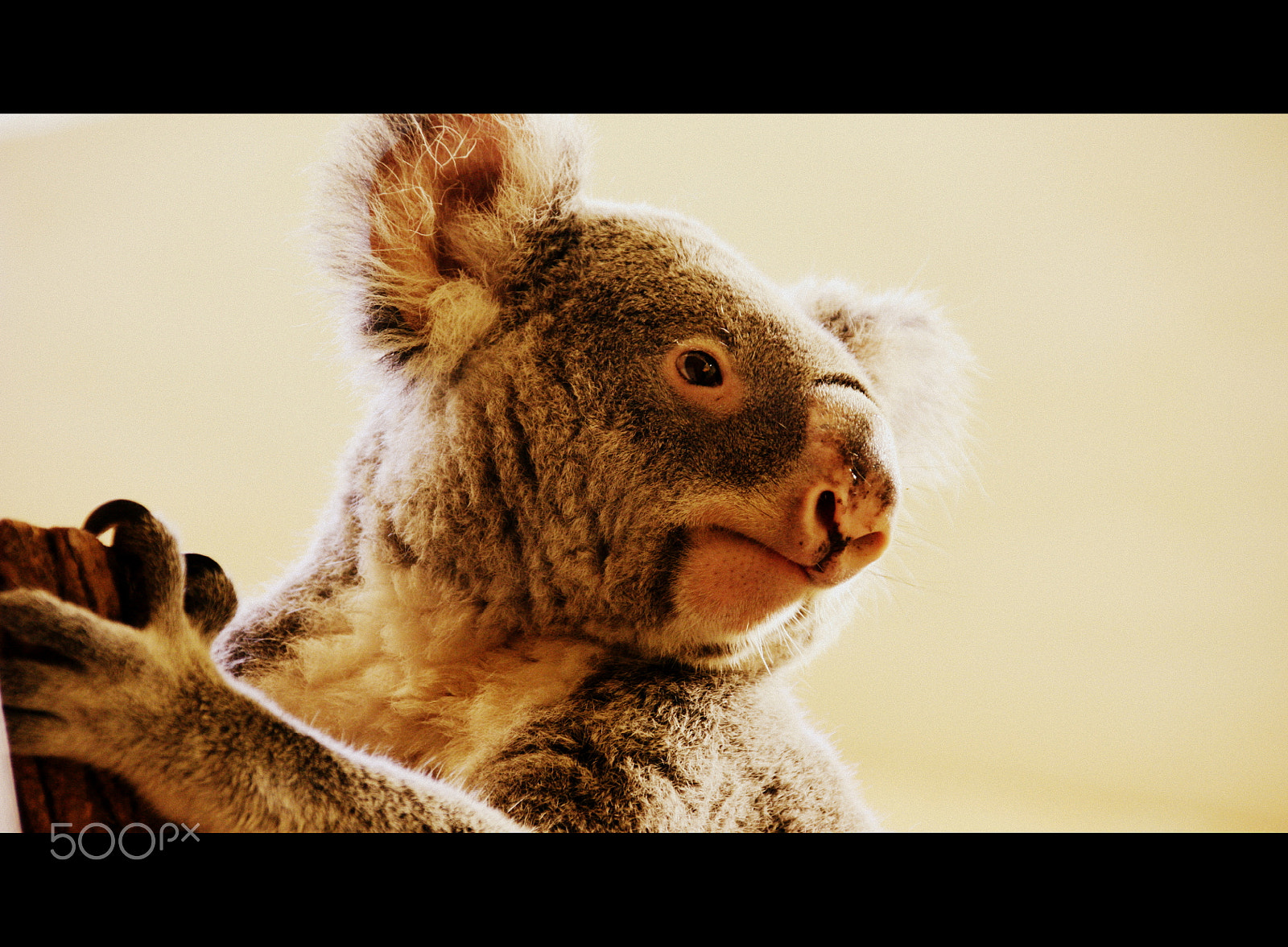 Canon EF 75-300mm F4.0-5.6 IS USM sample photo. Koala photography