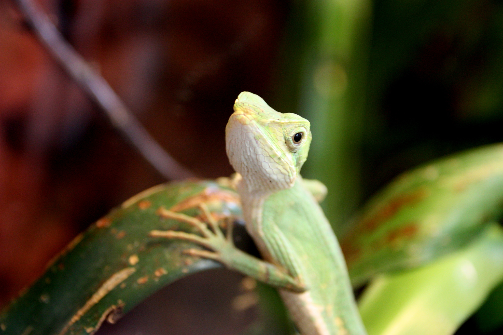 Canon EF 75-300mm F4.0-5.6 IS USM sample photo. Img photography