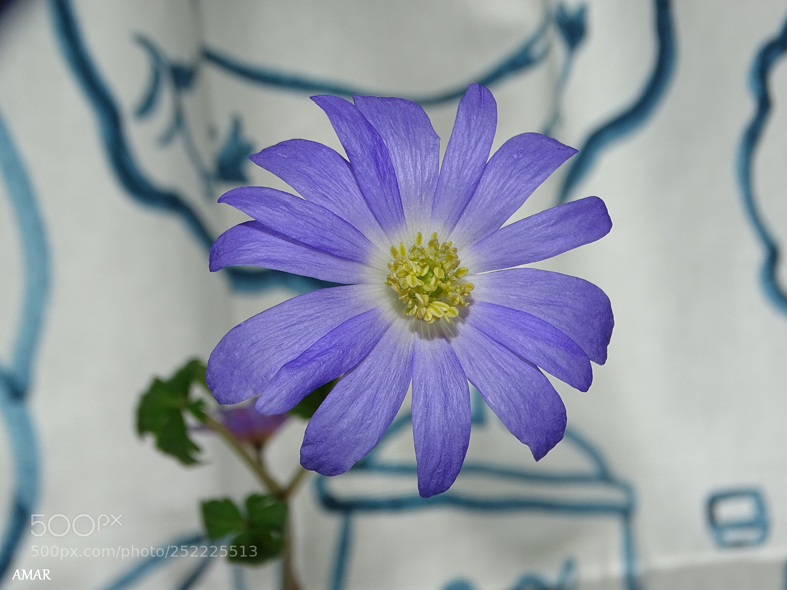 Sony Cyber-shot DSC-HX400V sample photo. Balkan anemone photography