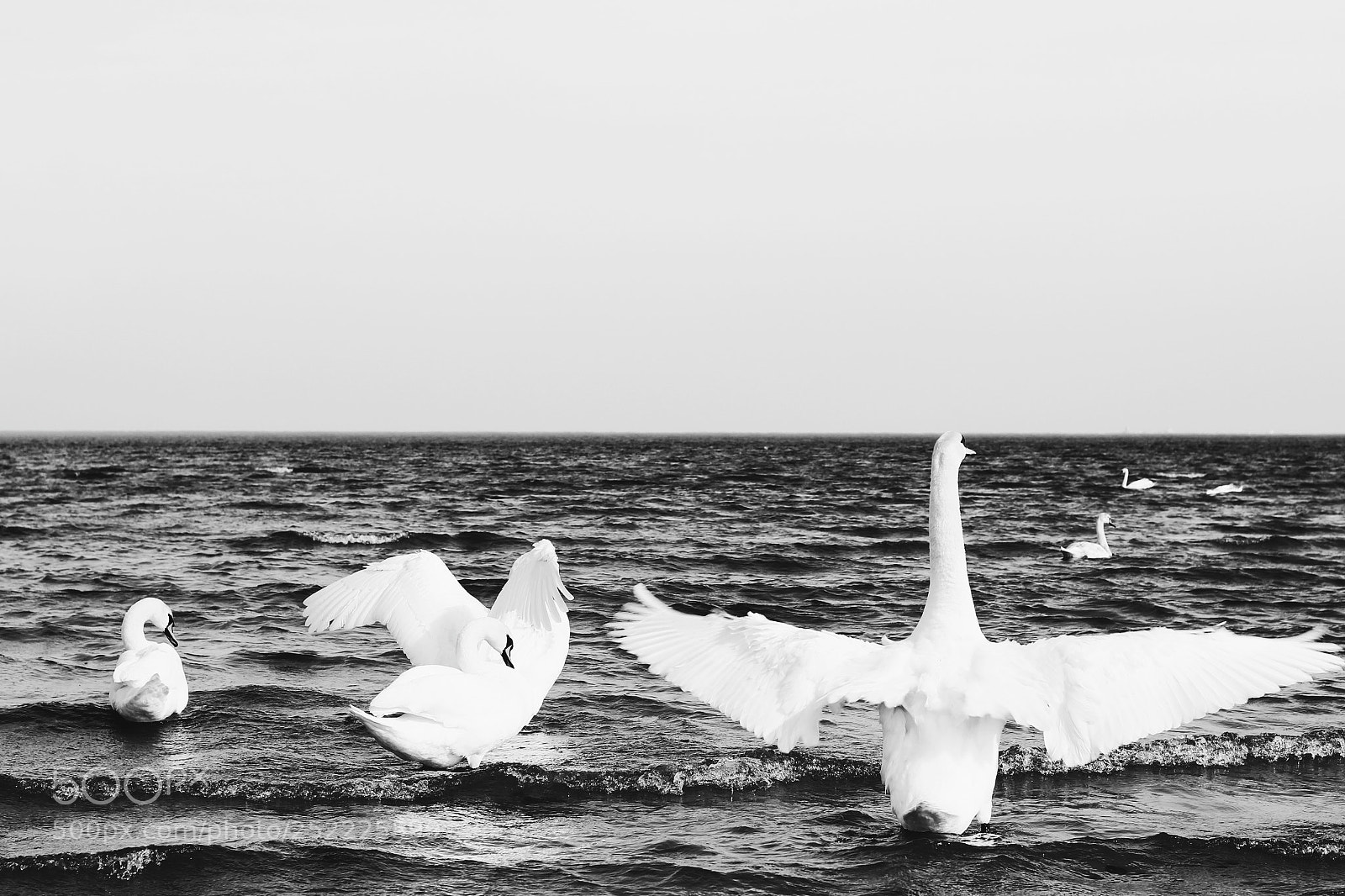 Canon EOS 1300D (EOS Rebel T6 / EOS Kiss X80) sample photo. Swans photography