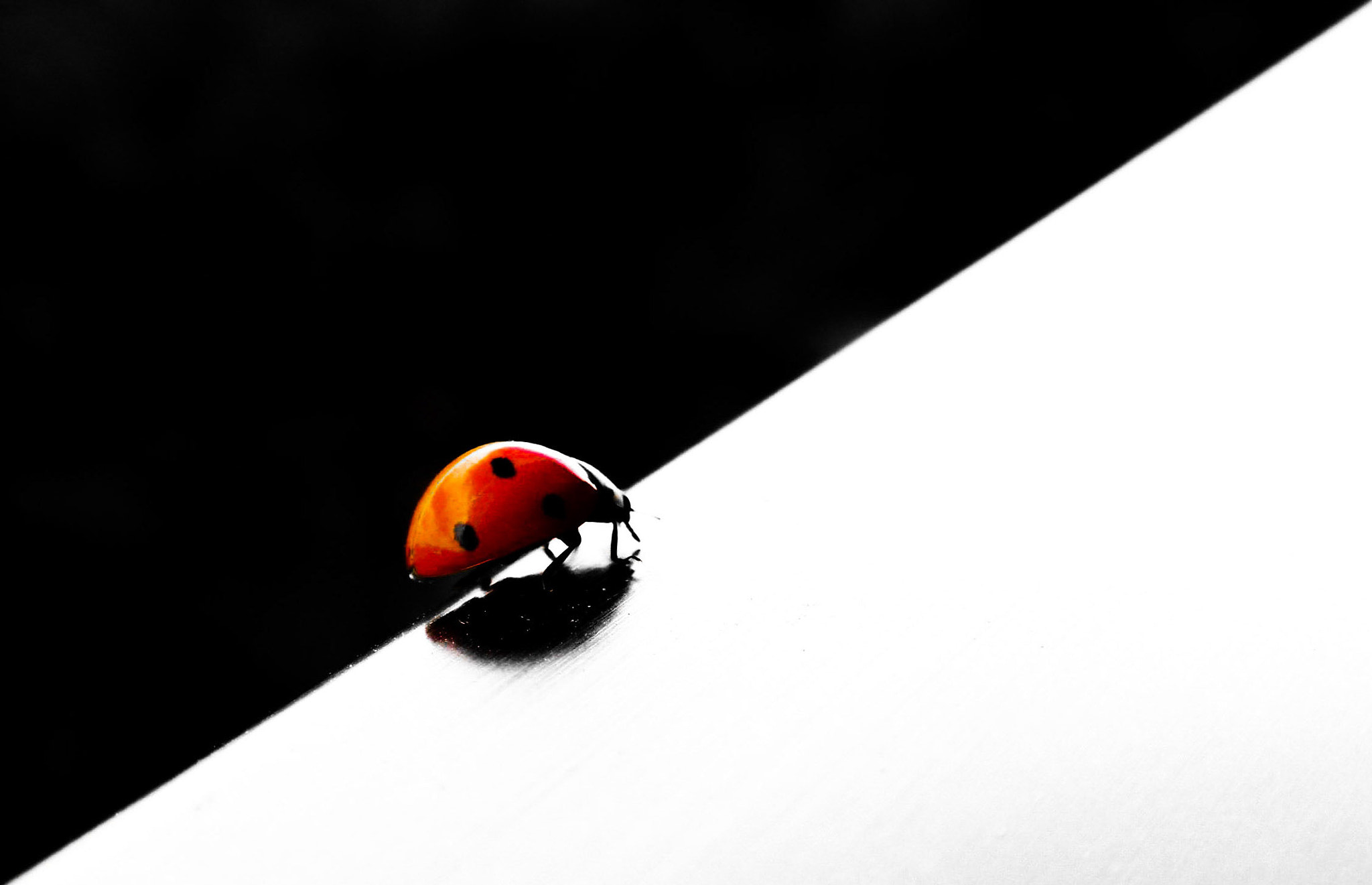 Nikon Coolpix S630 sample photo. Ladybug photography