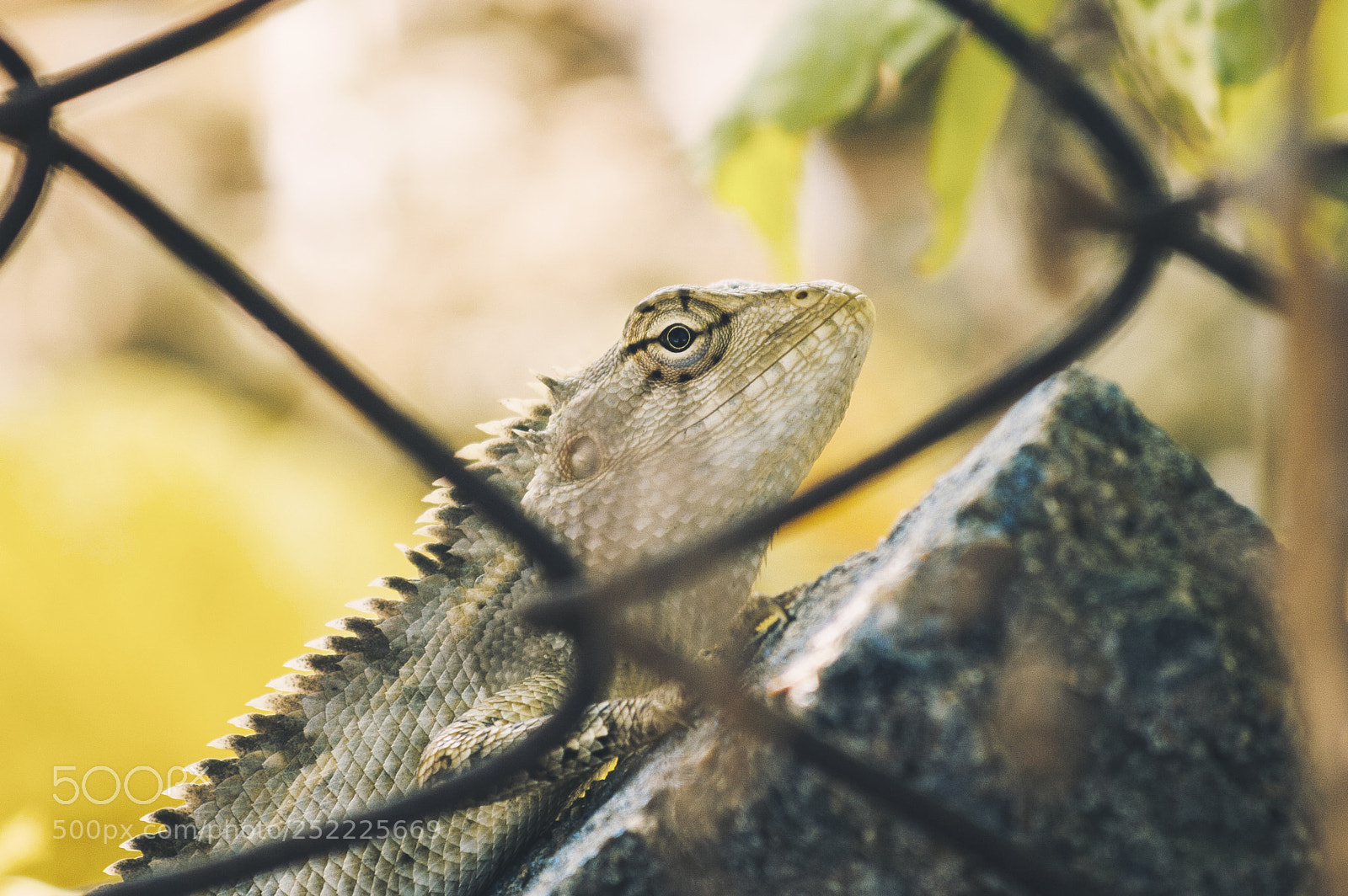 Nikon D3200 sample photo. Agama lizard photography