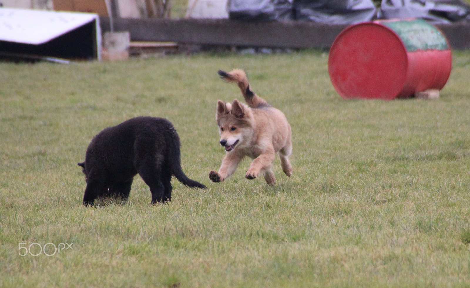 Canon EOS 600D (Rebel EOS T3i / EOS Kiss X5) sample photo. Luna und akira in der welpenschule photography