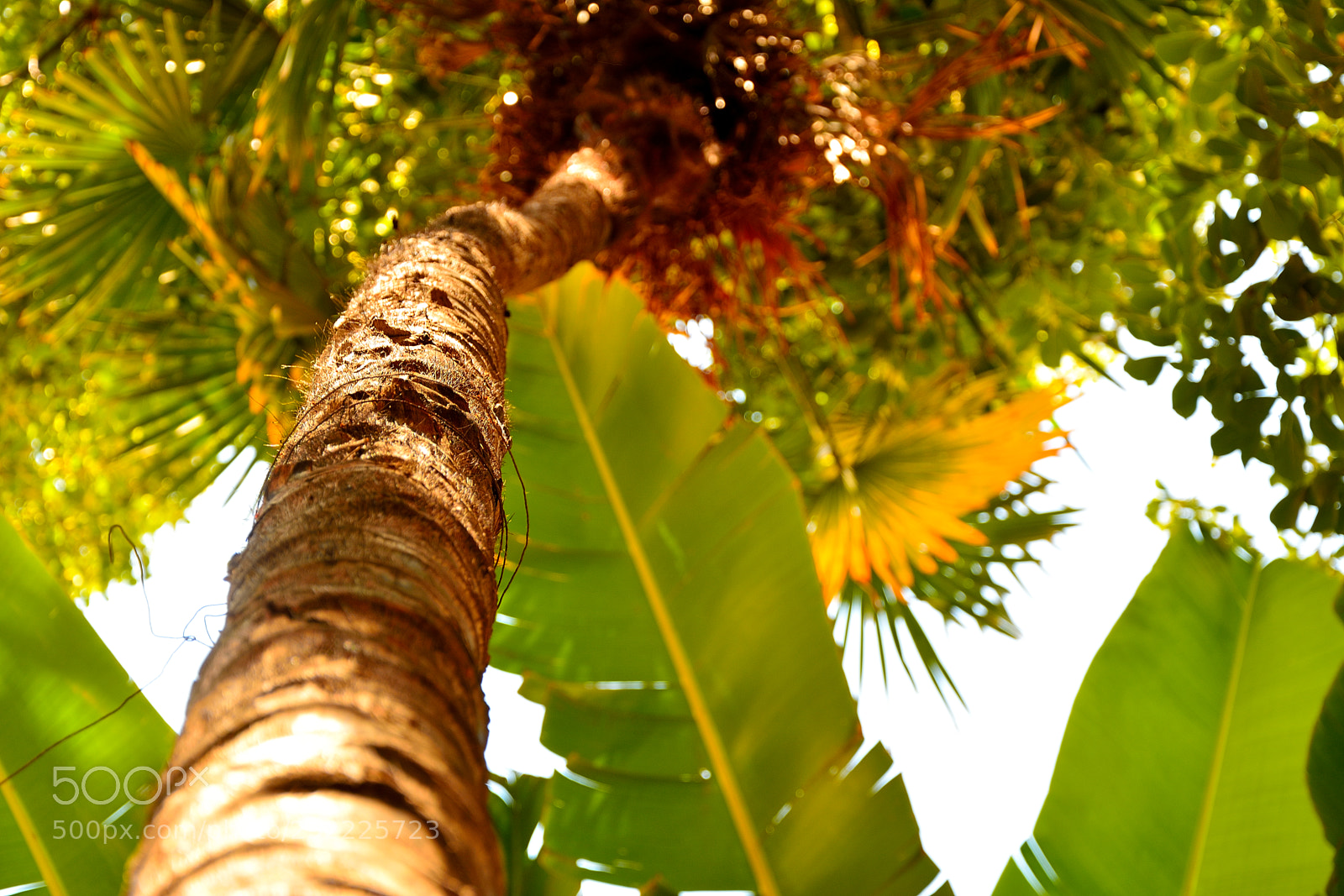 Nikon D5200 sample photo. Palm photography