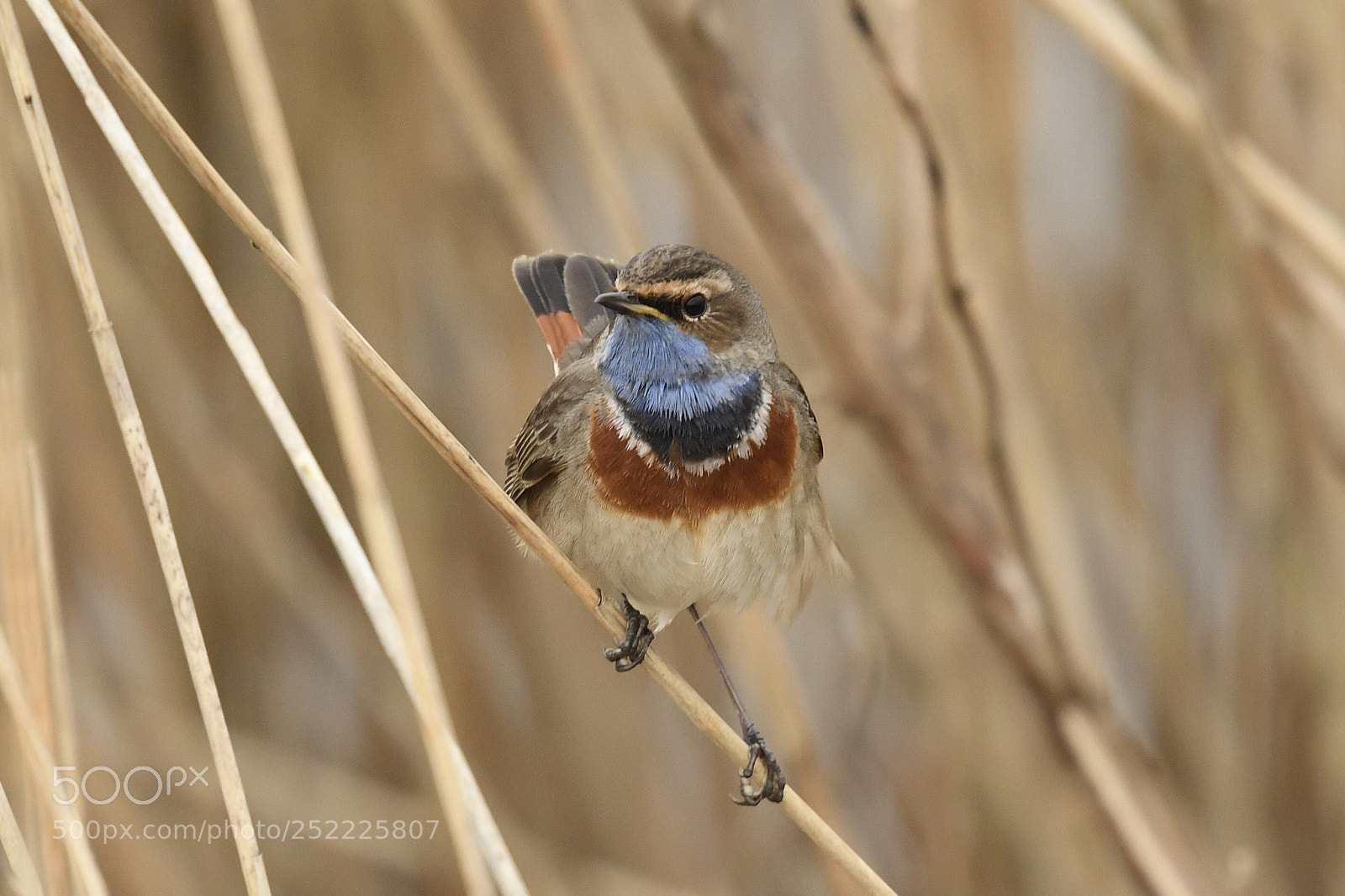 Nikon D500 sample photo. Bluethroat in the reeds photography