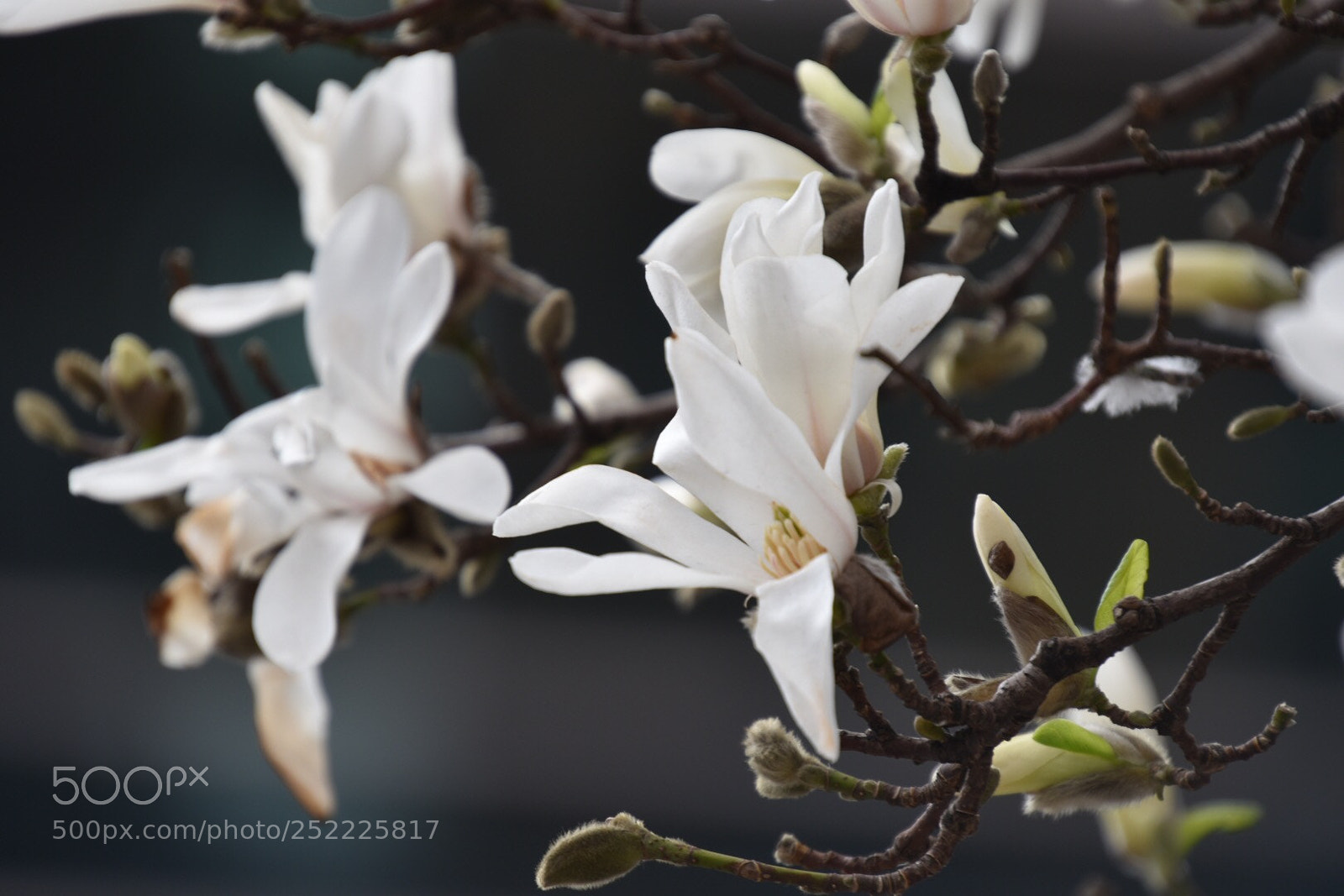 Nikon D5600 sample photo. Magnolia photography