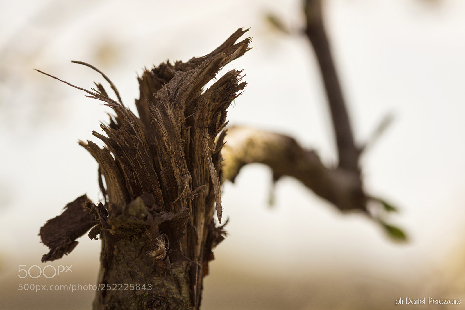 Nikon D7100 sample photo. Take a walk on photography