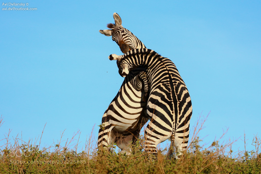 Canon EOS 80D sample photo. Zebra fight photography