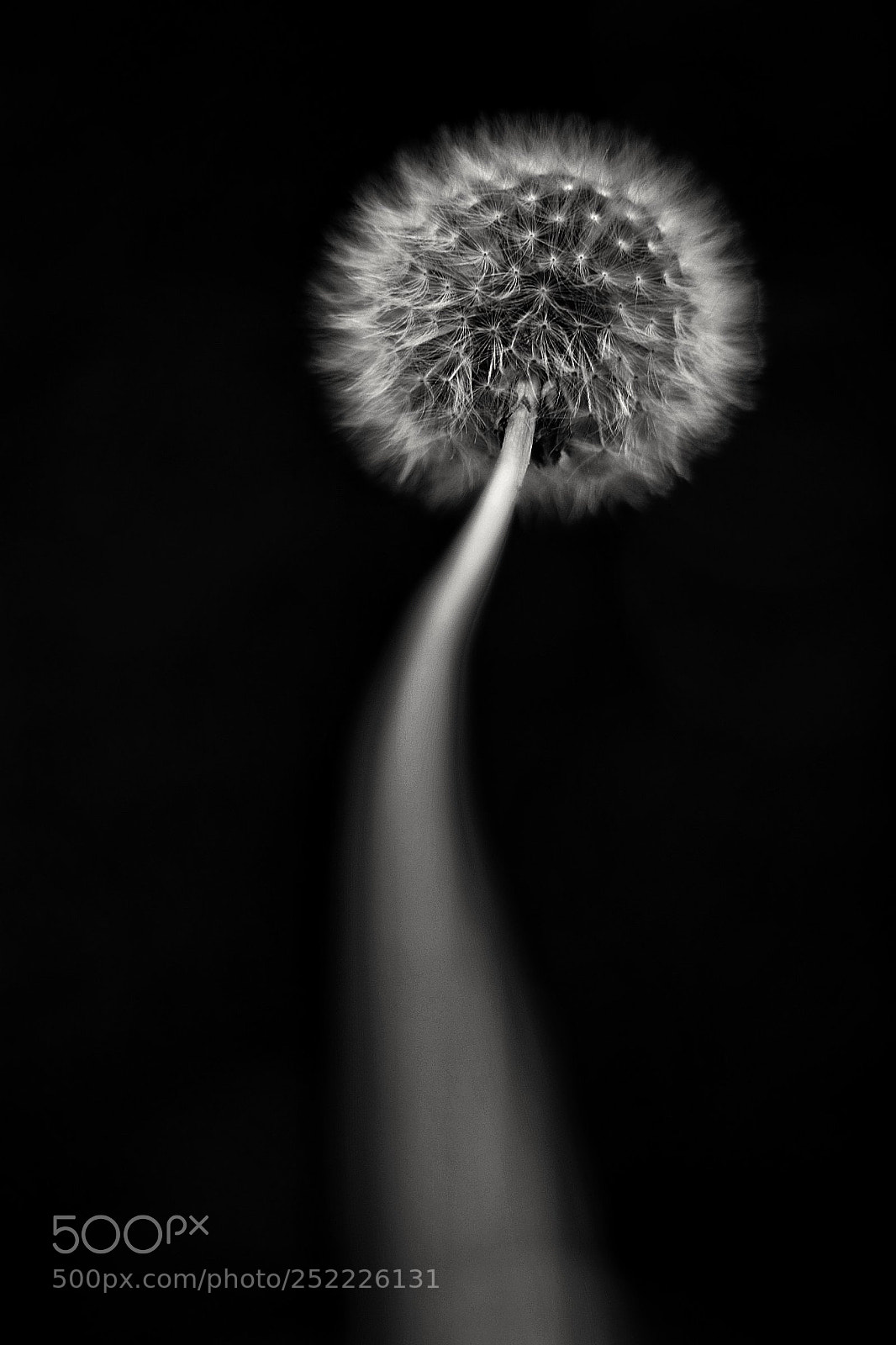 Canon EOS 80D sample photo. Dandelion photography