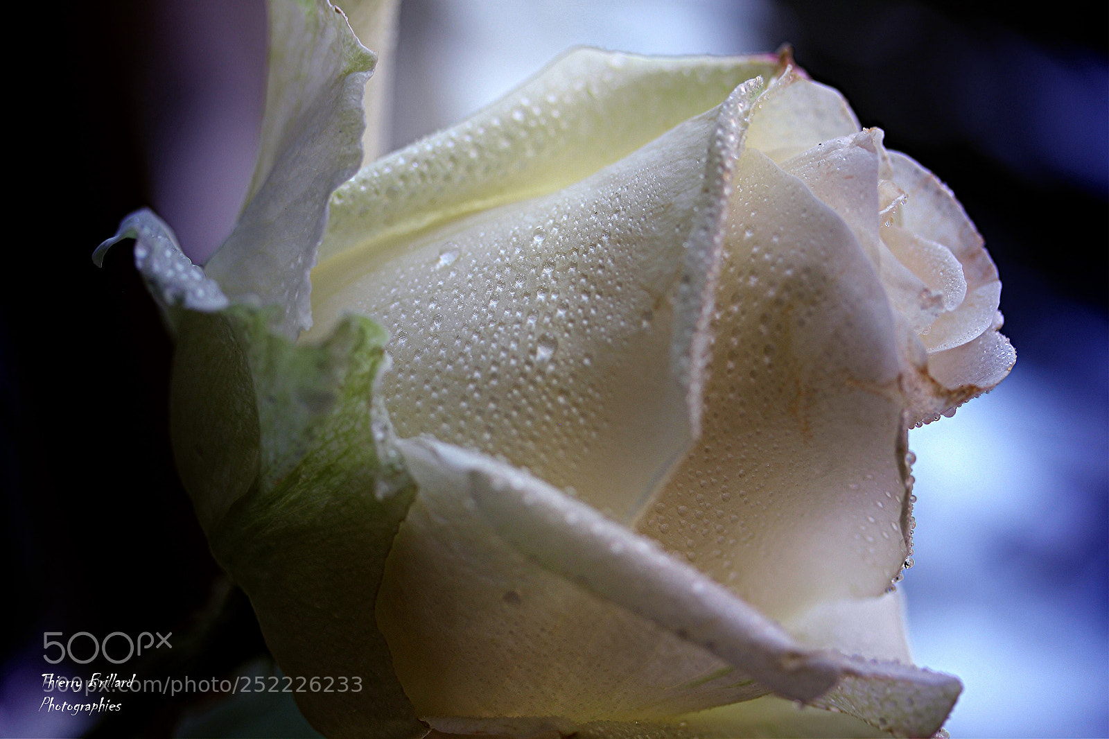 Canon EOS 600D (Rebel EOS T3i / EOS Kiss X5) sample photo. Rose blanche pour un photography
