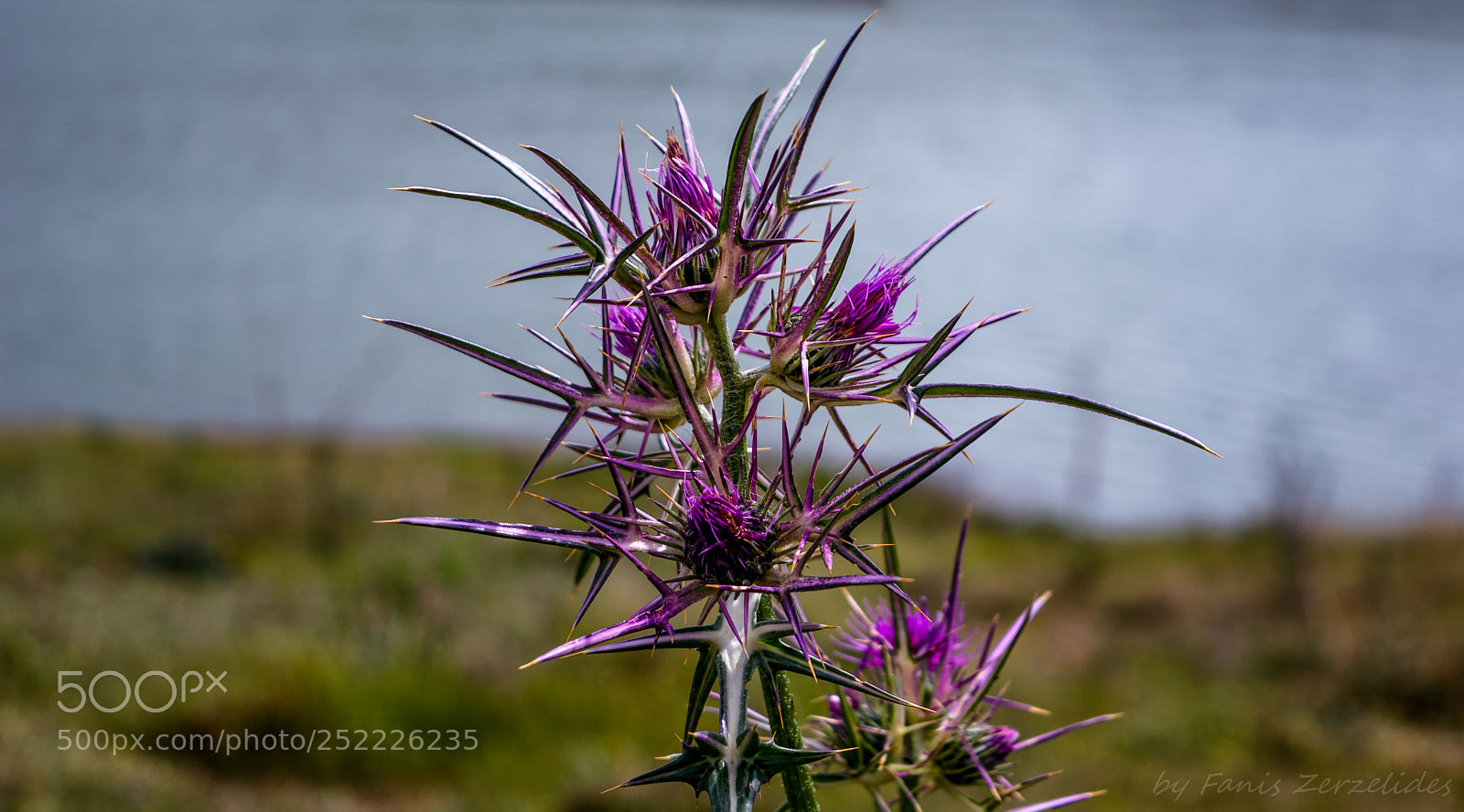 Nikon D5200 sample photo. Thorns of beauty photography