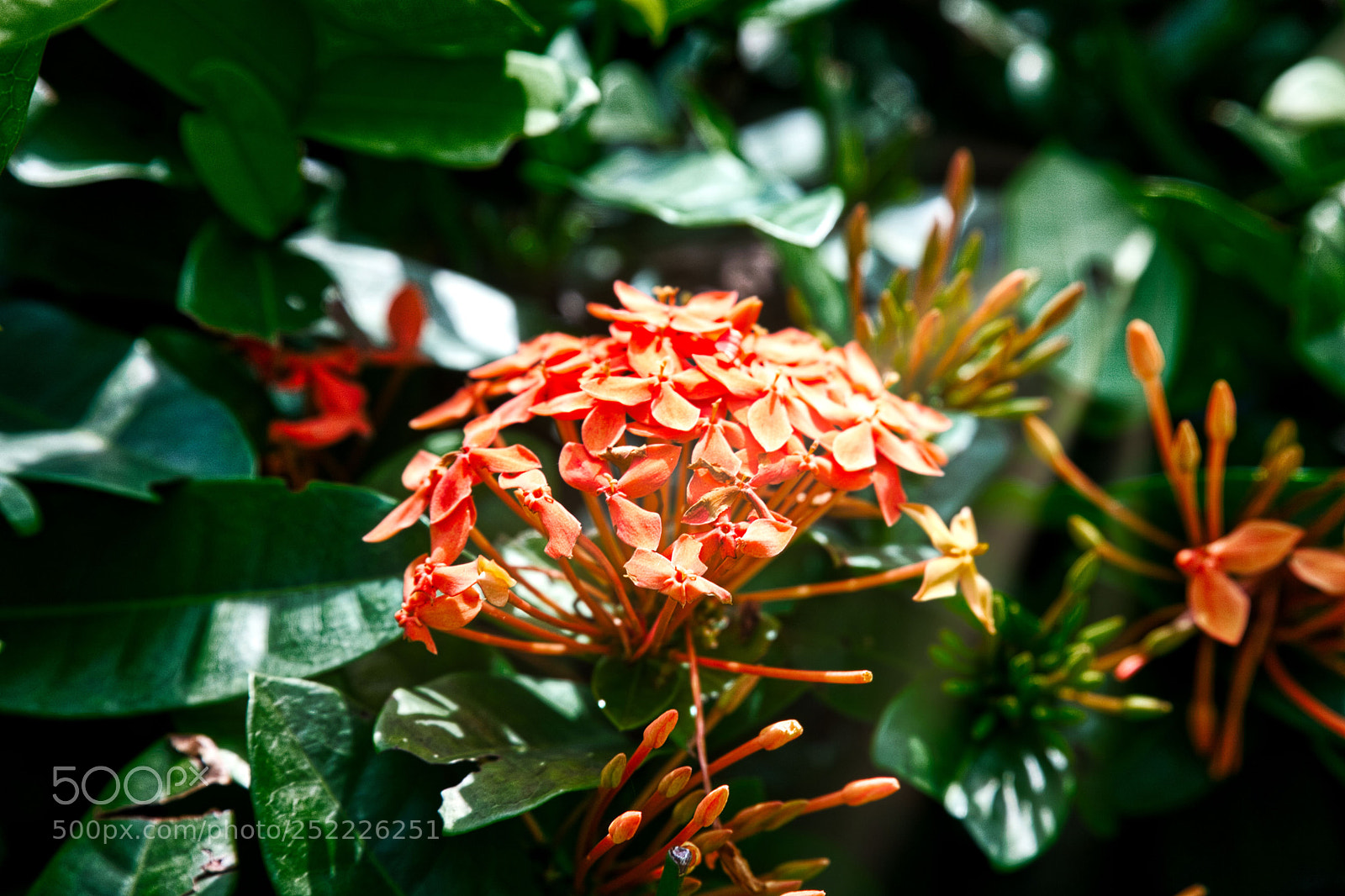 Sony a6000 sample photo. Flower photography