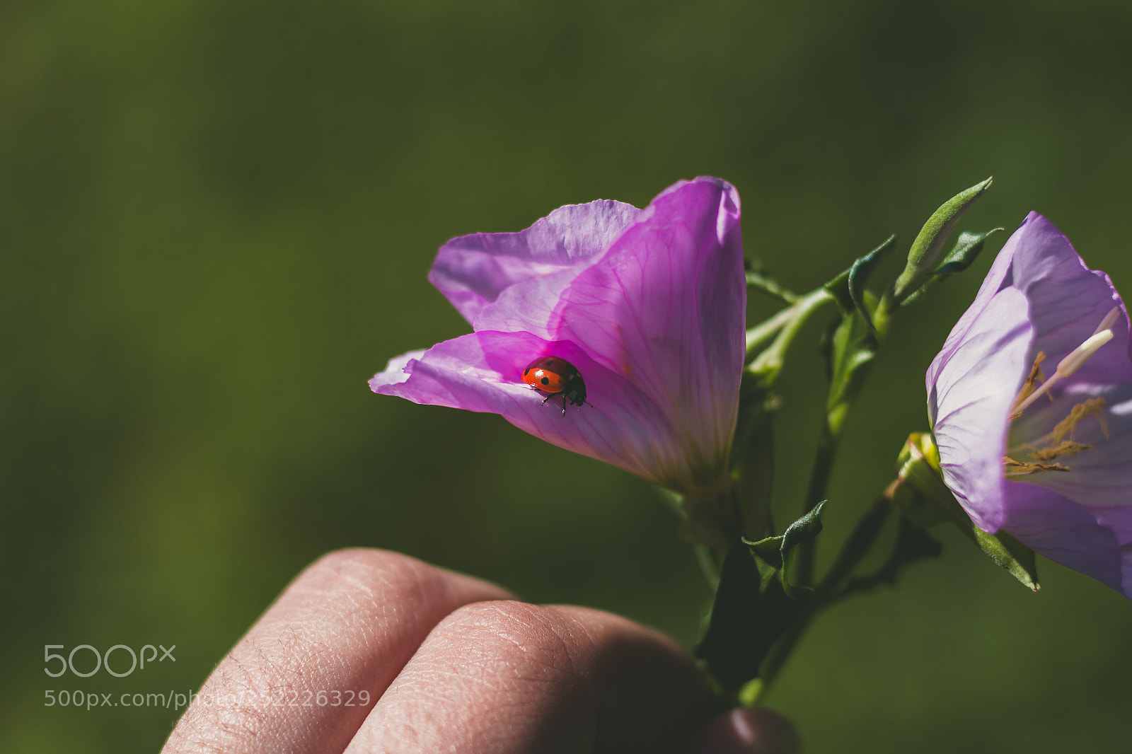 Canon EOS 1200D (EOS Rebel T5 / EOS Kiss X70 / EOS Hi) sample photo. Ladybug photography