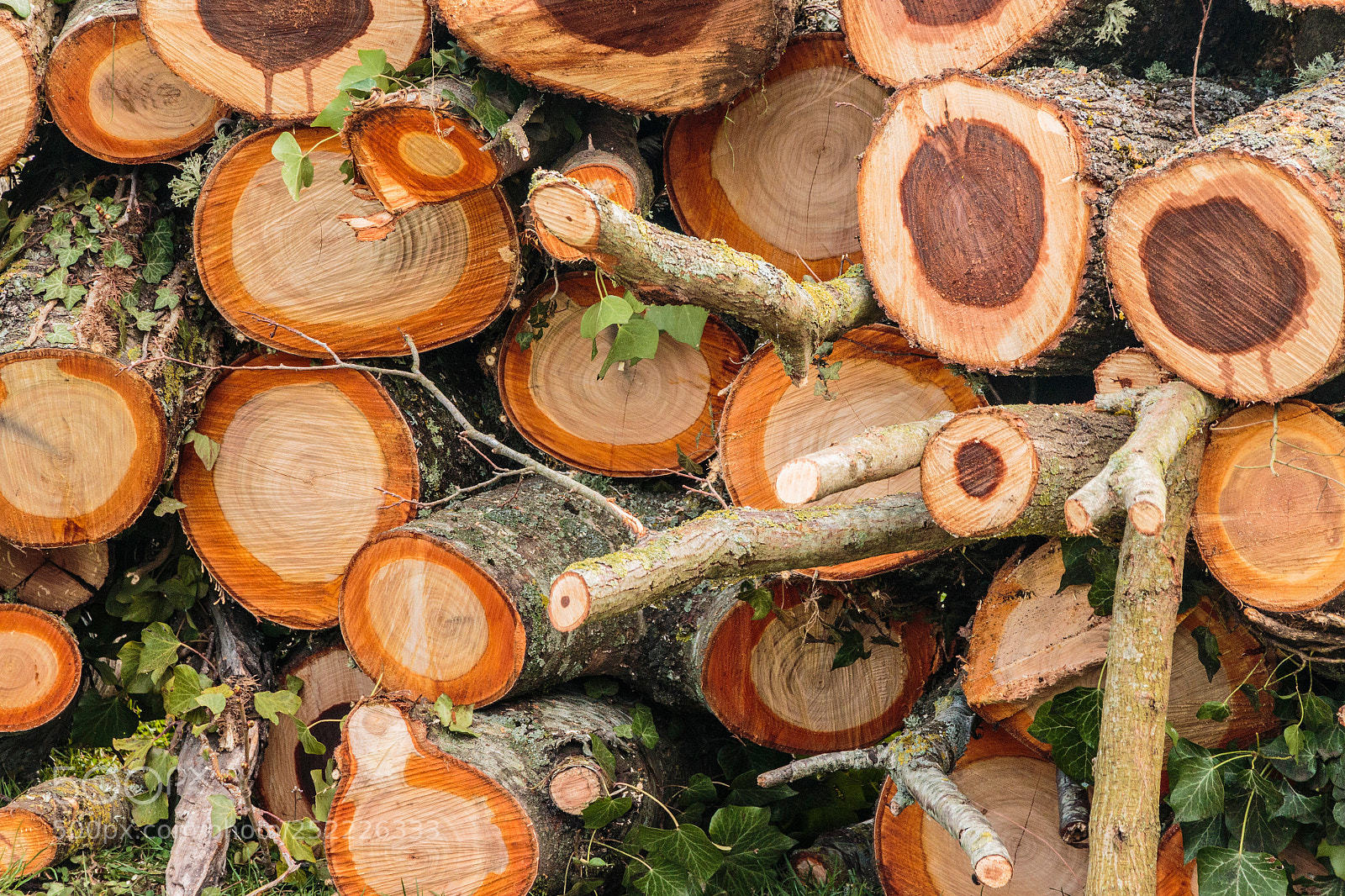 Canon EOS 70D sample photo. Firewood photography
