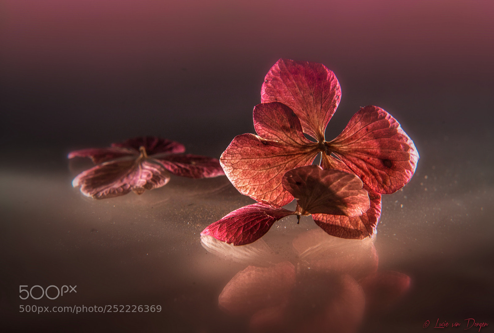 Sony a7R II sample photo. Hydrangea photography