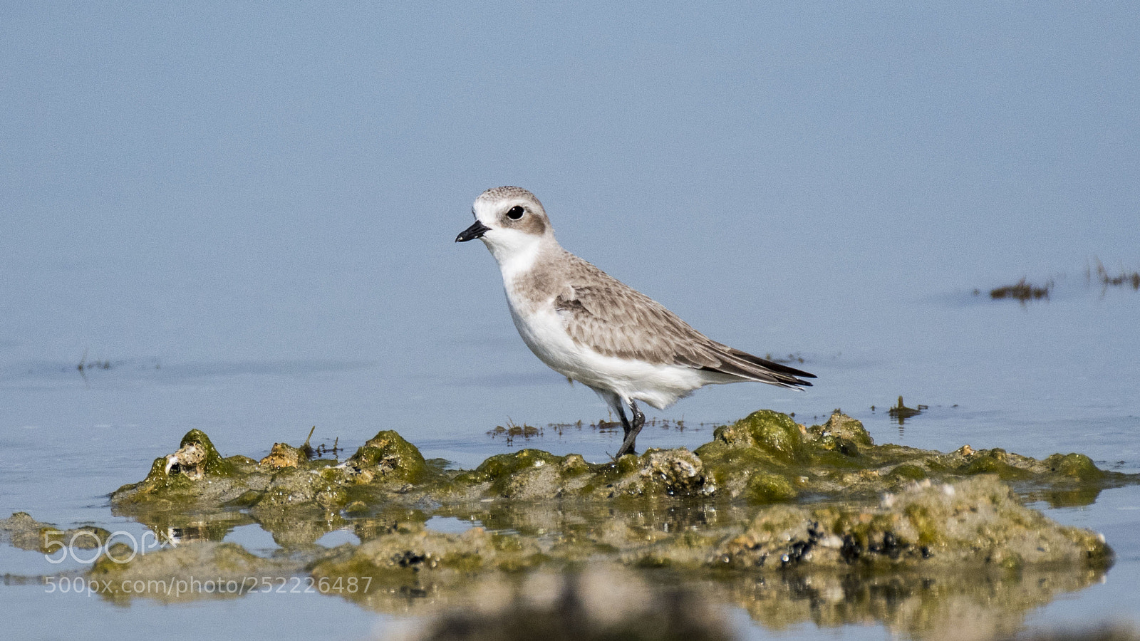 Nikon D500 sample photo. Snowy plover photography