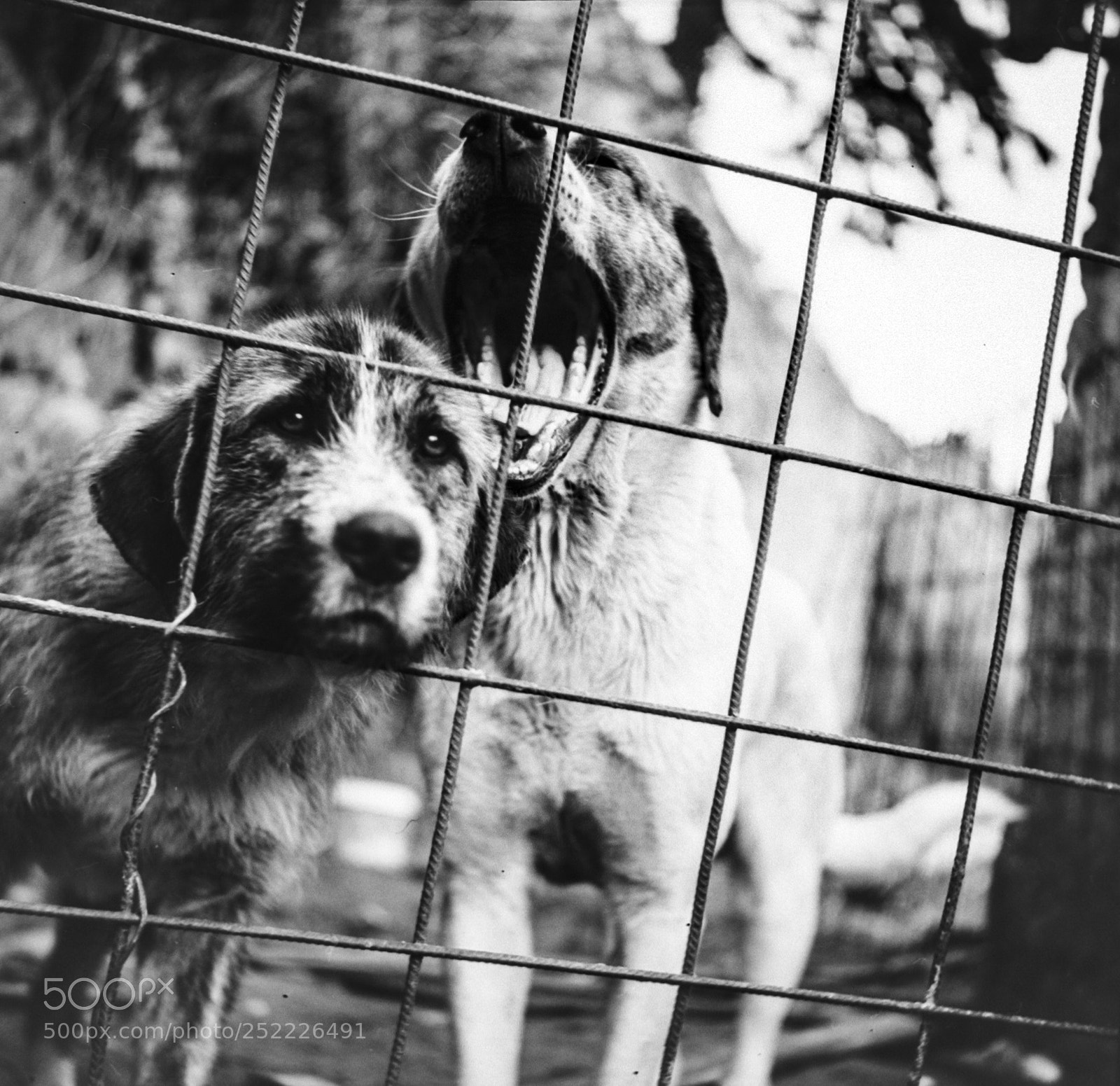 Nikon D3100 sample photo. Dogs photography