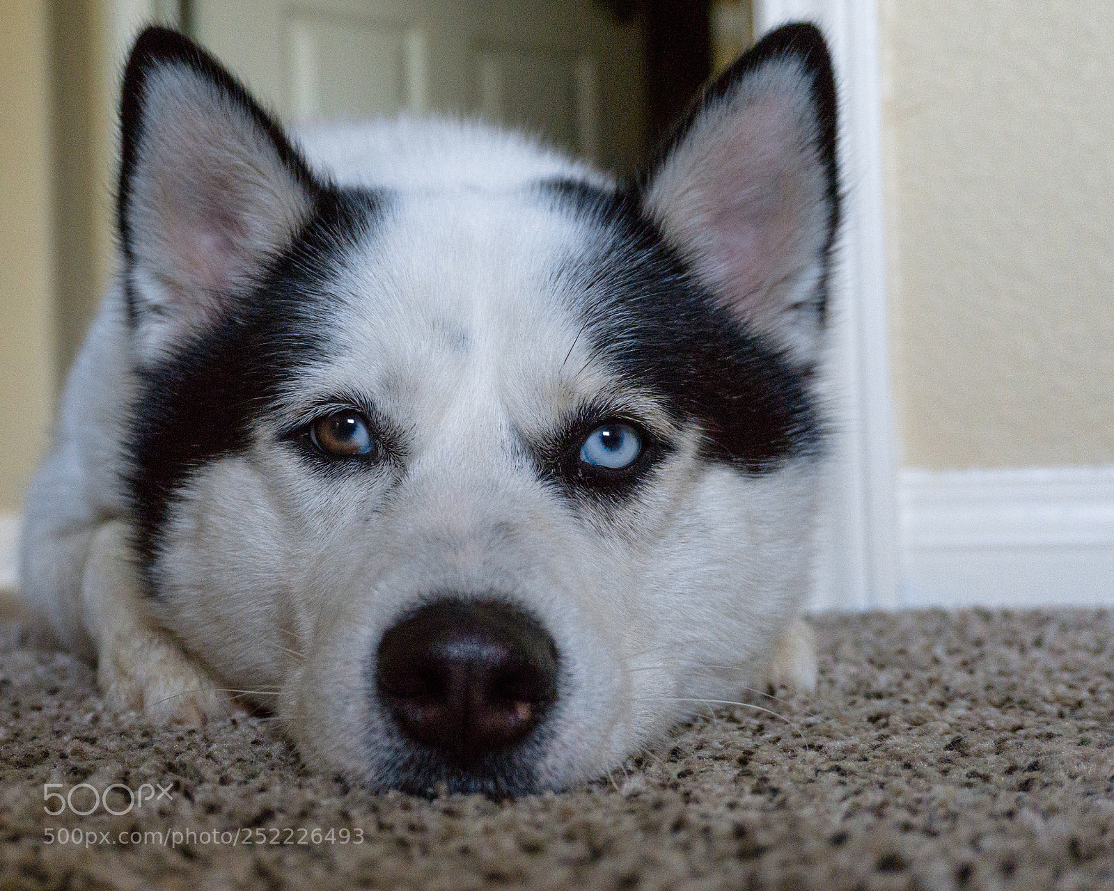 Sony a6000 sample photo. Zephyr thinking photography
