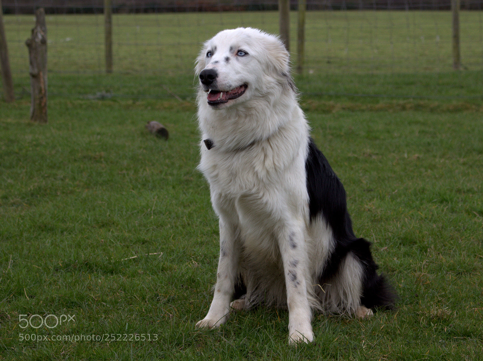 Canon EOS 100D (EOS Rebel SL1 / EOS Kiss X7) sample photo. Sit, stay, pose photography