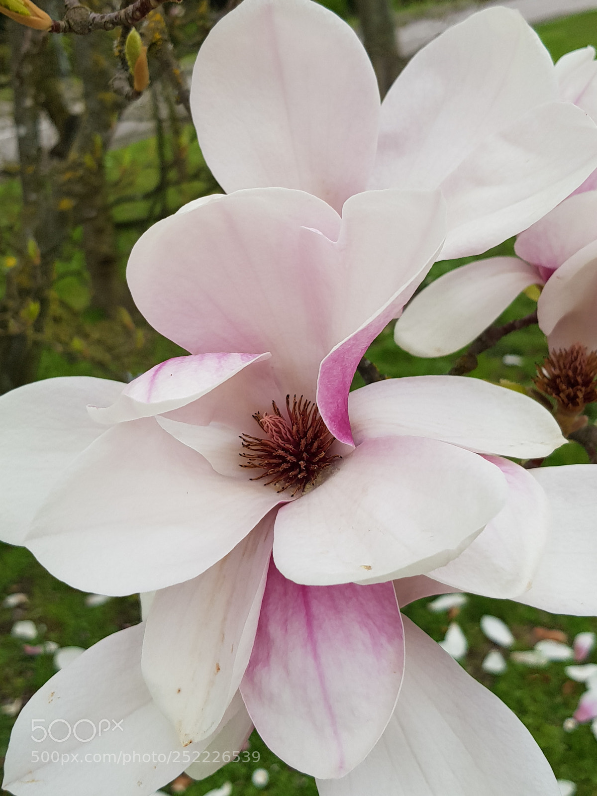 Samsung Galaxy S8 sample photo. Untitled photography