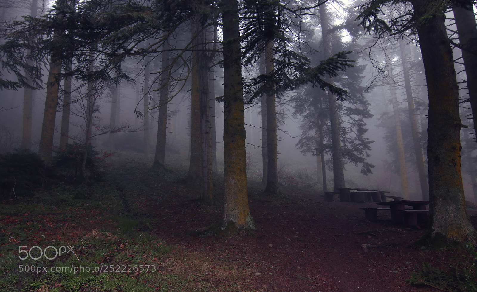 Canon EOS 80D sample photo. Fog-4 photography