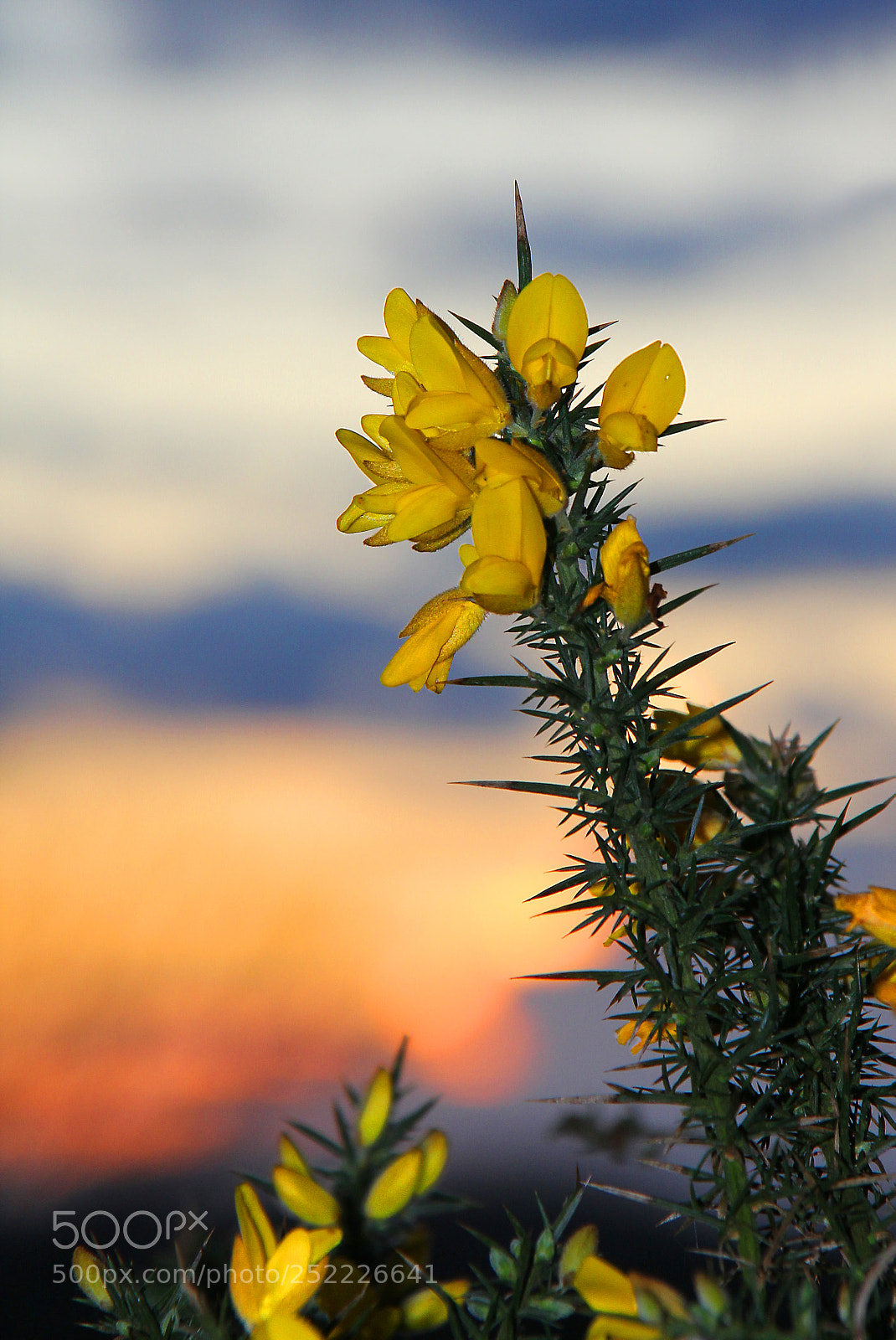 Canon EOS 60D sample photo. Gorse flowers at sunset photography